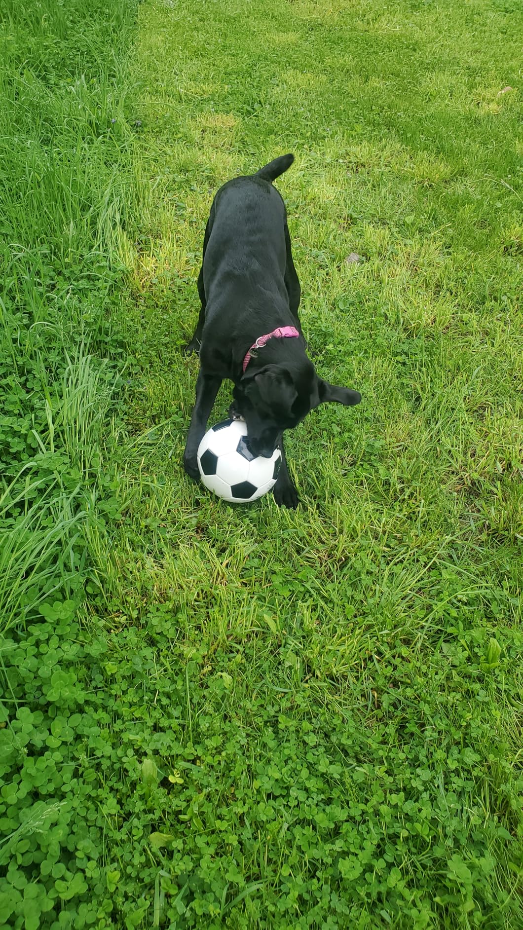WILSON Traditional Soccer Balls customer photo 2
