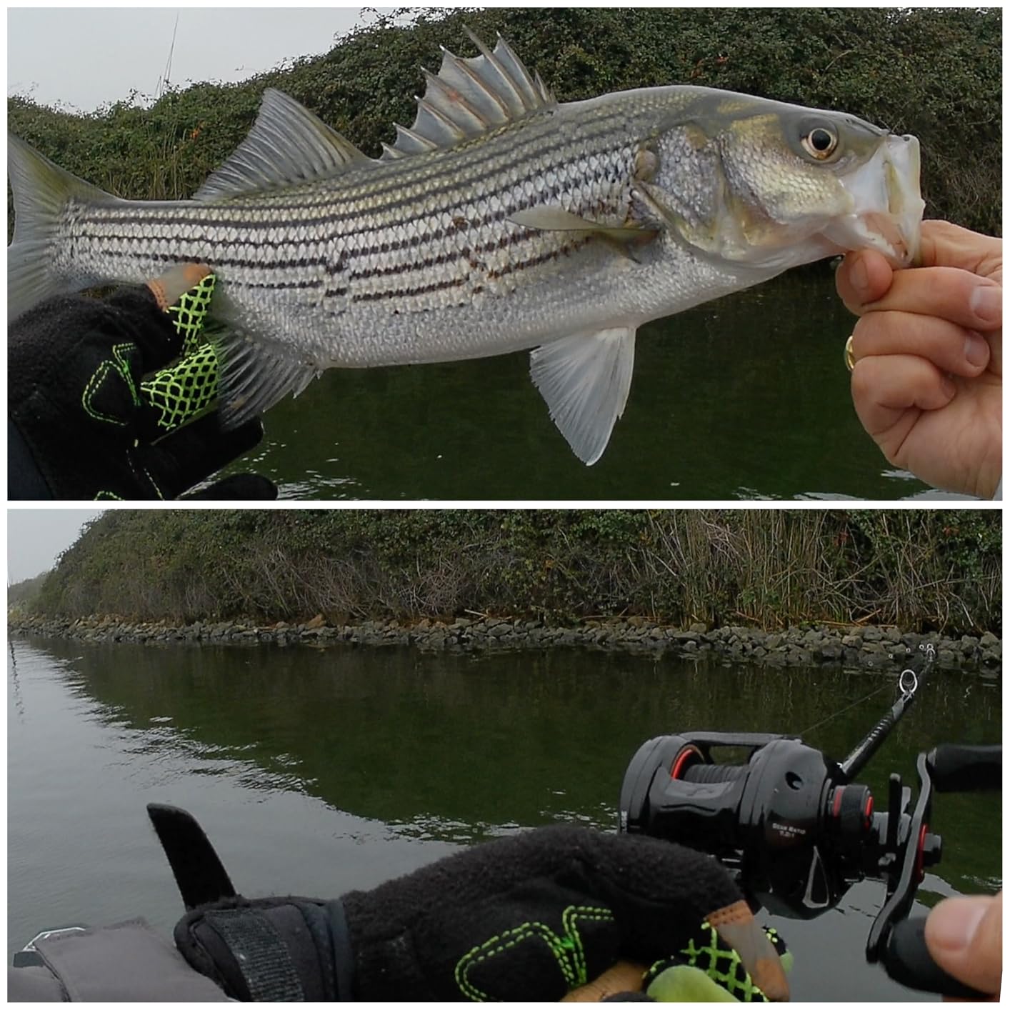 KastKing Royale Legend II Baitcasting Reels, Available in 5.4:1 and 7.2:1 | Max Drag: 17.64 lb, 5+1 BB, 7.2 oz, Stainless Steel Main Shaft, CNC Aluminum Spool, Cross-Fire 8 Magnet Braking System customer photo 1