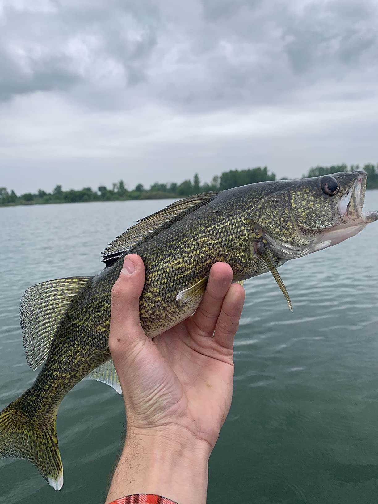 St. Croix Rods Panfish Series Spinning Rod, PNS, Durably Sensitive, Expertly Crafted customer photo 1