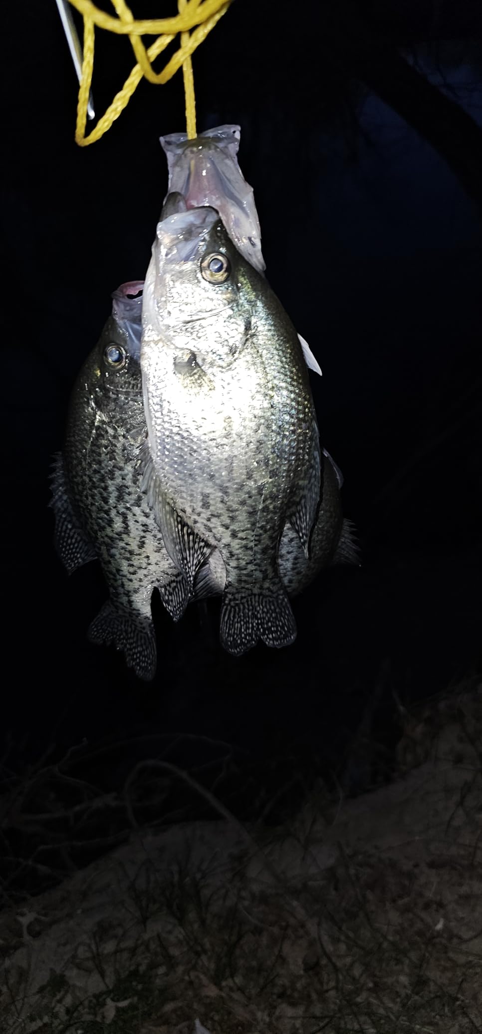 Piscifun Torrent II Baitcasting Fishing Reel, 20LB Carbon Fiber Drag Baitcasters, 6.6:1/8.1:1 Gear Ratio & Magnet Braking System Low Profile Casting Reel, Left/Right Handed customer photo 1