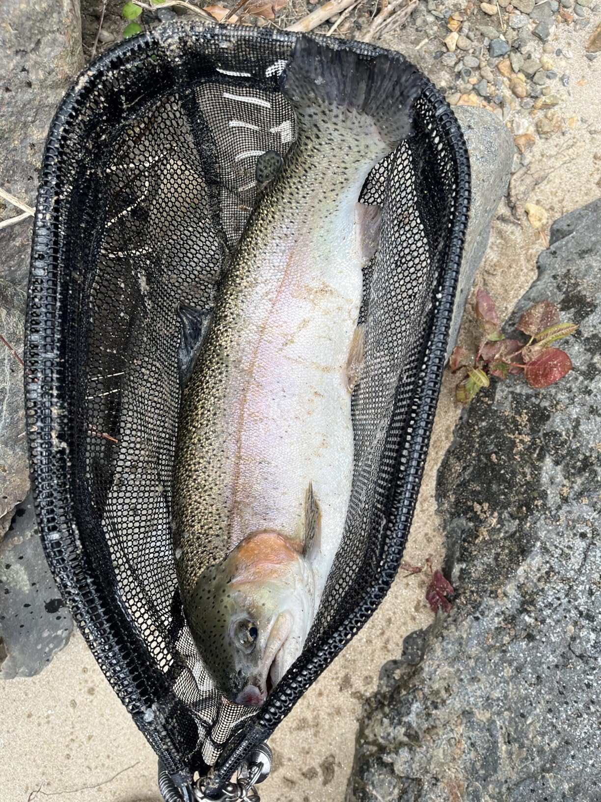 OKUMA Trout Rod Celilo Series customer photo 1