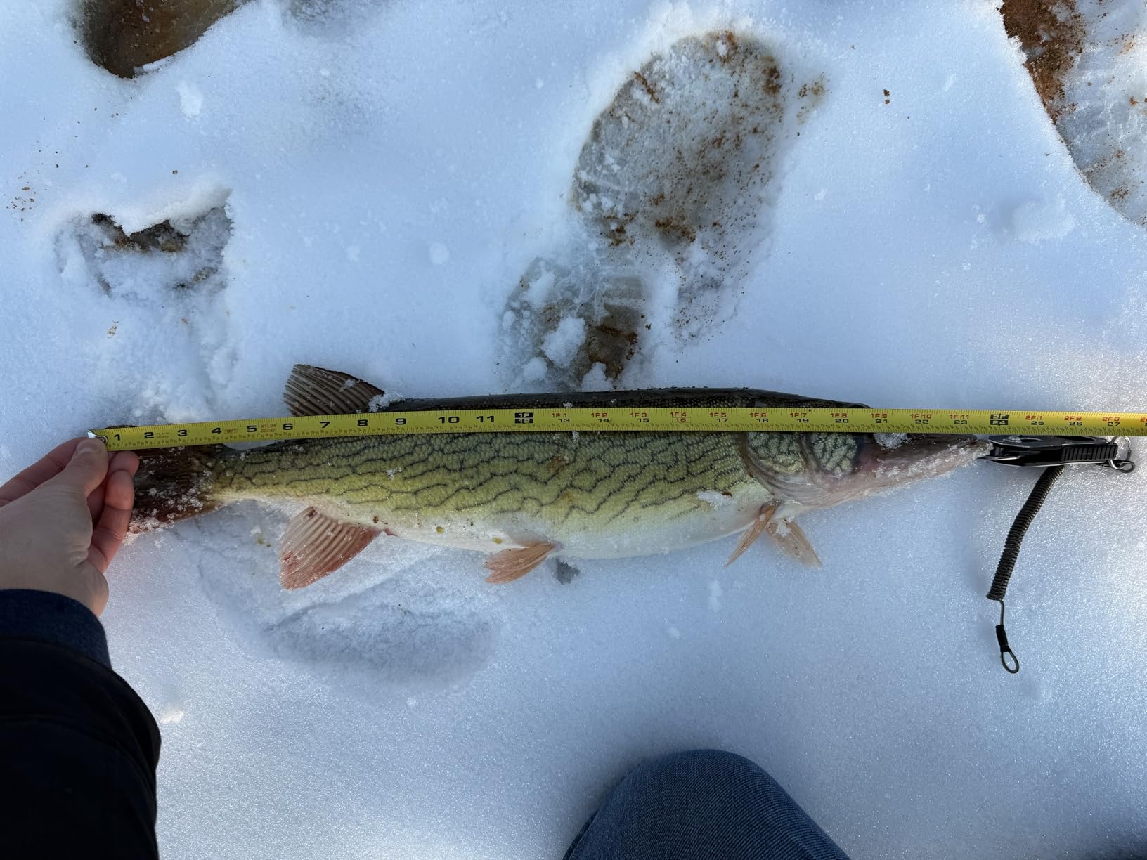 OKUMA Trout Rod Celilo Series customer photo 2