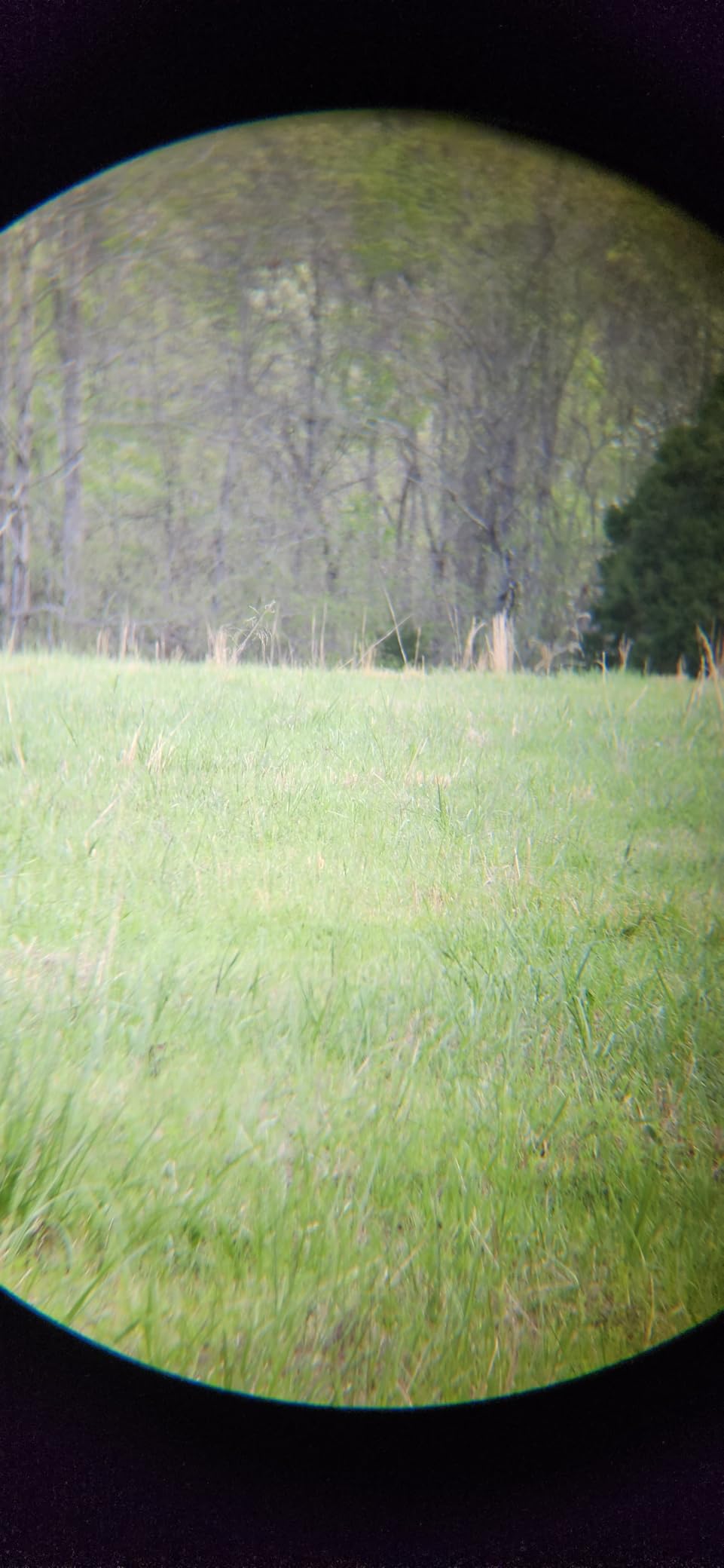 Vortex Triumph HD 10x42 Binocular TRI-1042 customer photo 2