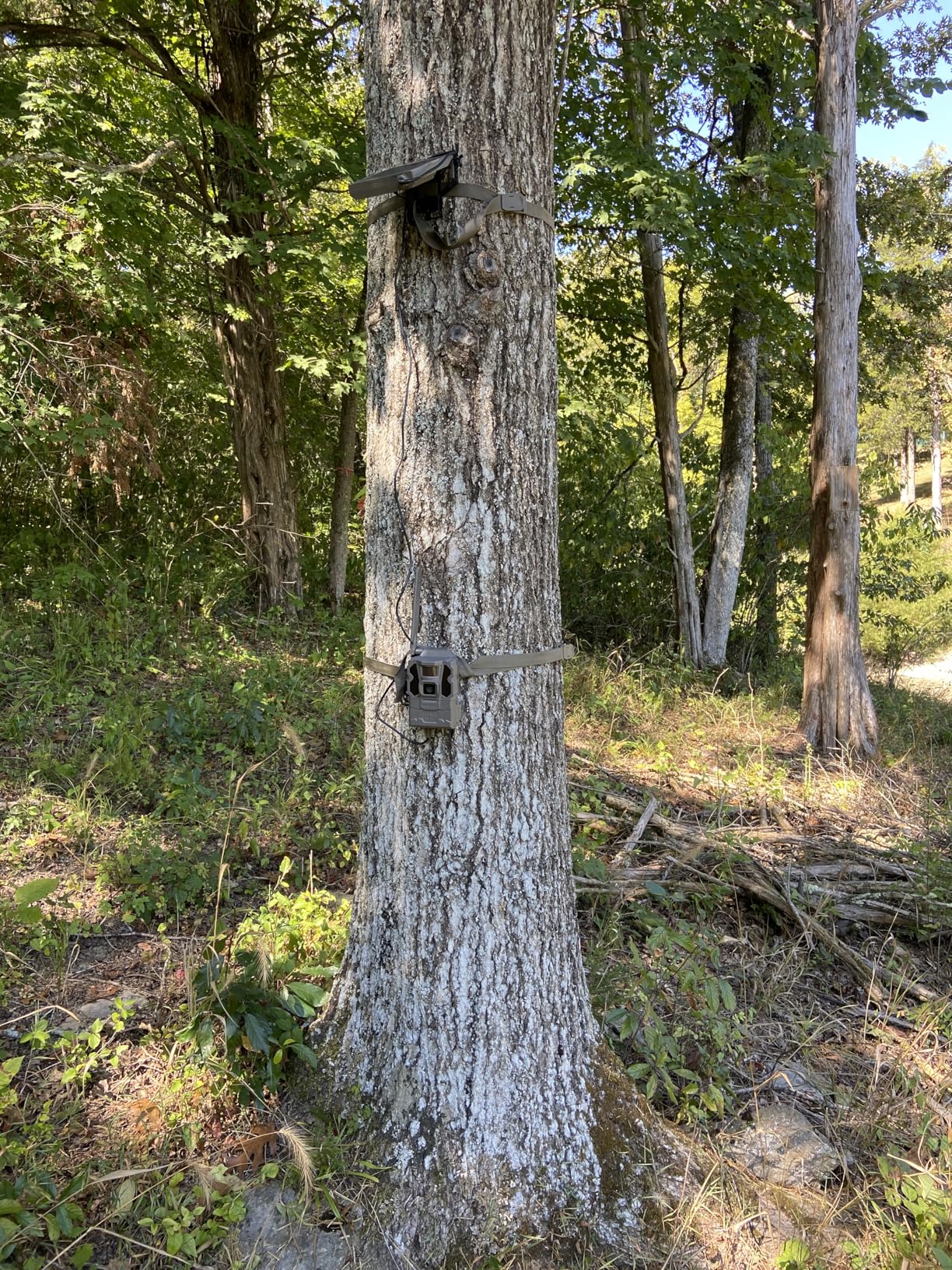 TACTACAM Reveal X Gen 3.0 Cellular Trail Camera + Reveal Solar Panel - Multi Carrier, HD Photos & Videos, Pre-Installed Antenna, Built-in GPS, Best Battery Life, Low-Glow IR Flash, Fast Trigger Speed customer photo 2