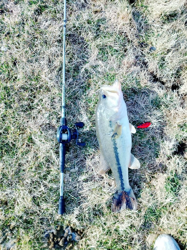 Strike King Red Eyed Shad Fishing Lure customer photo 2