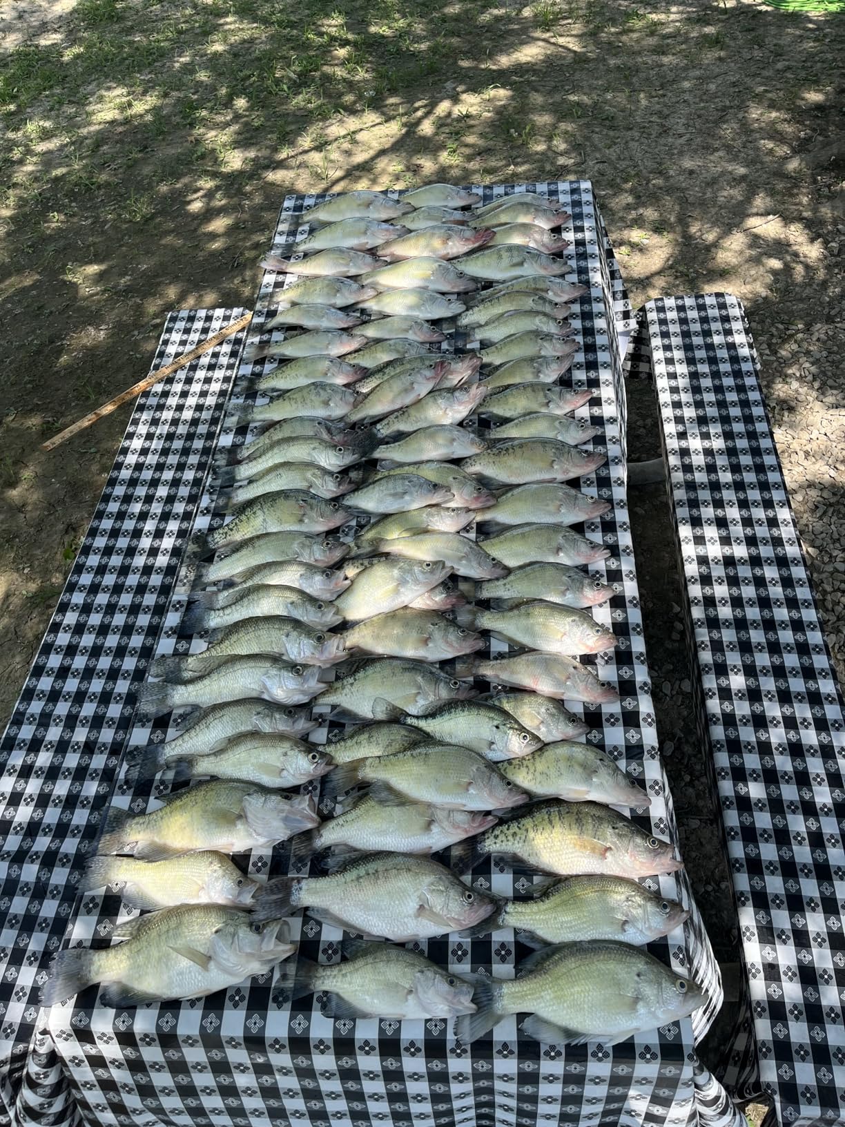Bandit Lures BDT customer photo 1