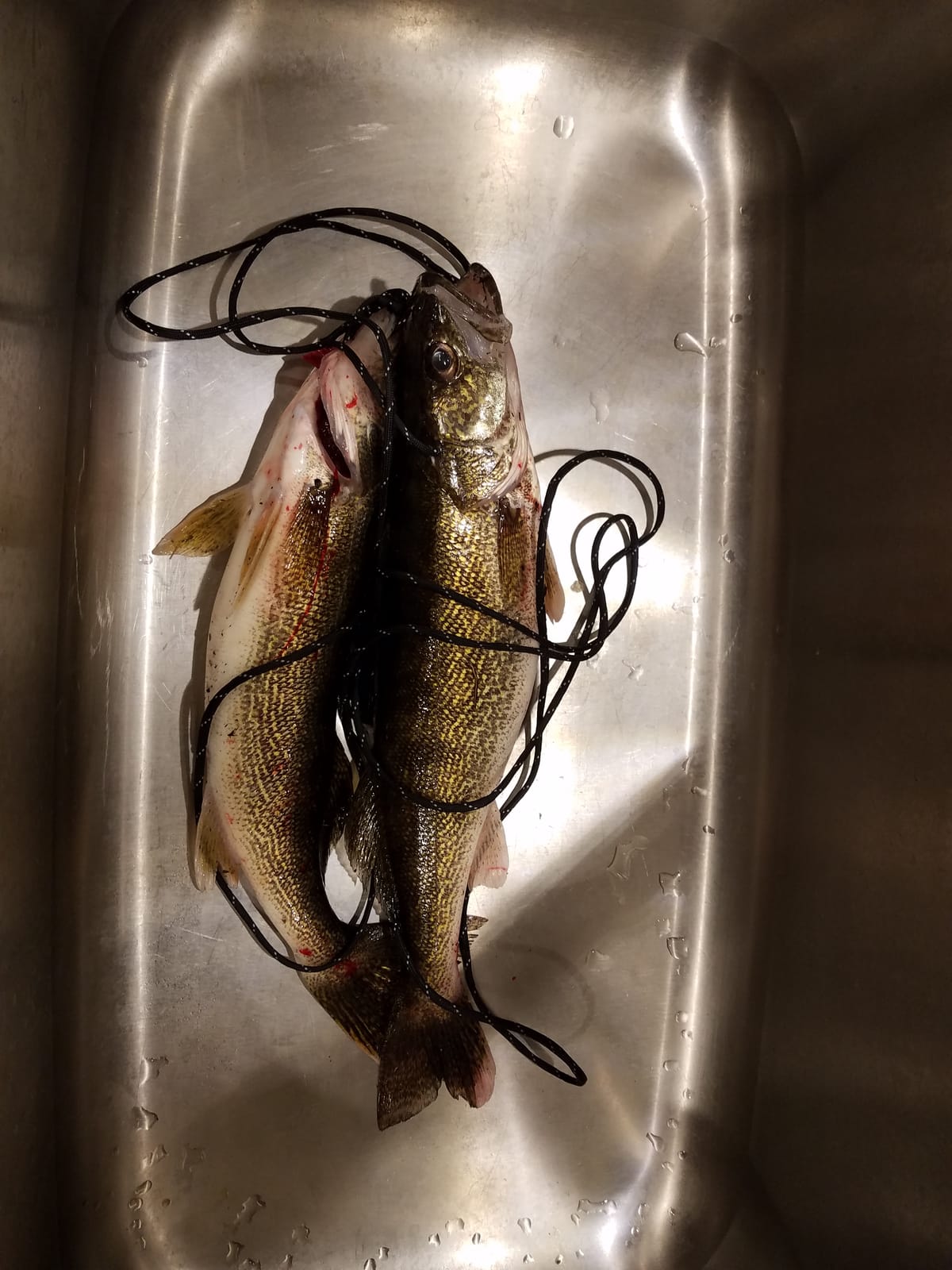 Rapala Husky Jerk 10 Lure customer photo 1