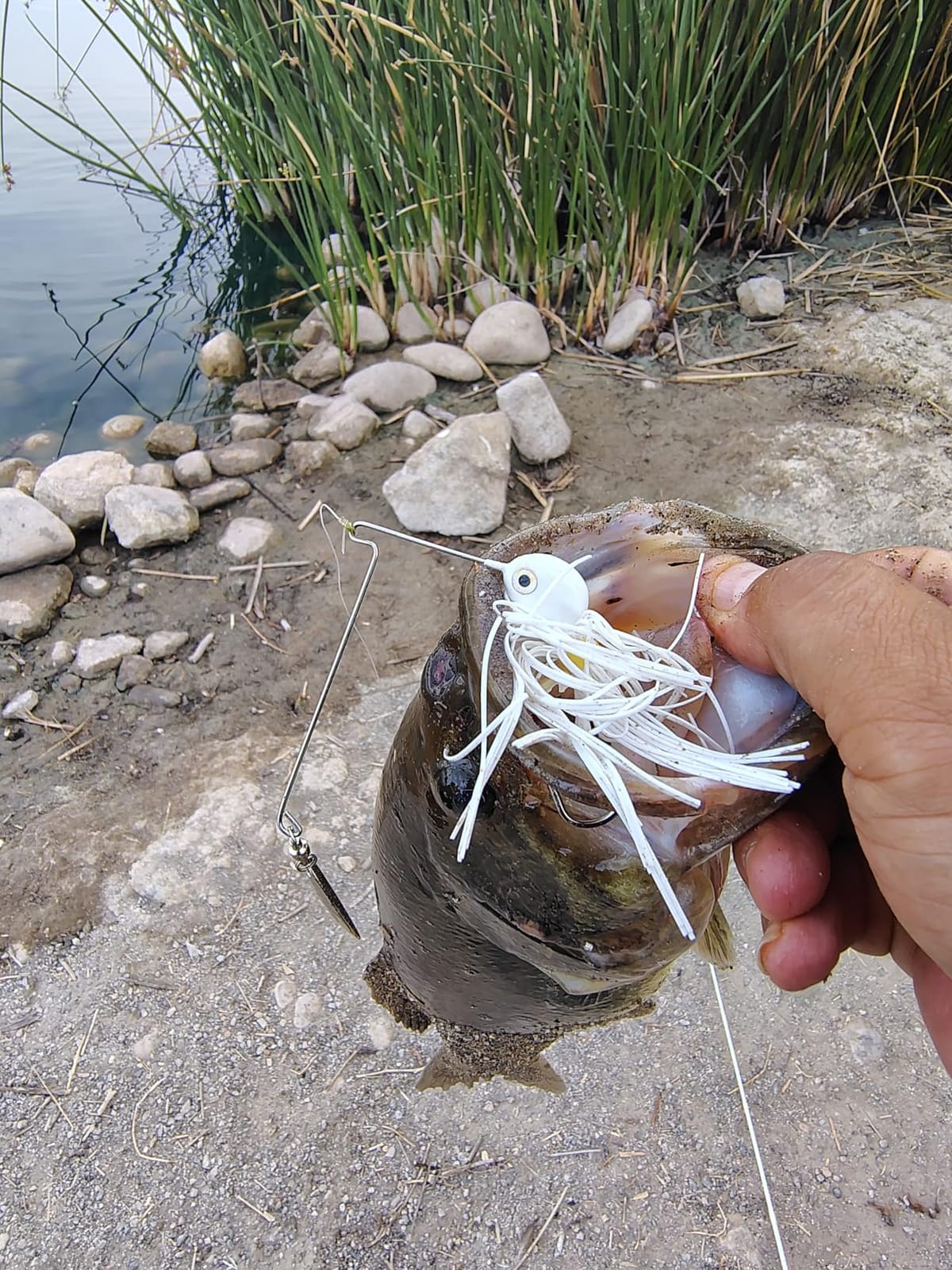 Strike King Potbelly Spinnerbait Fishing Lure customer photo 2