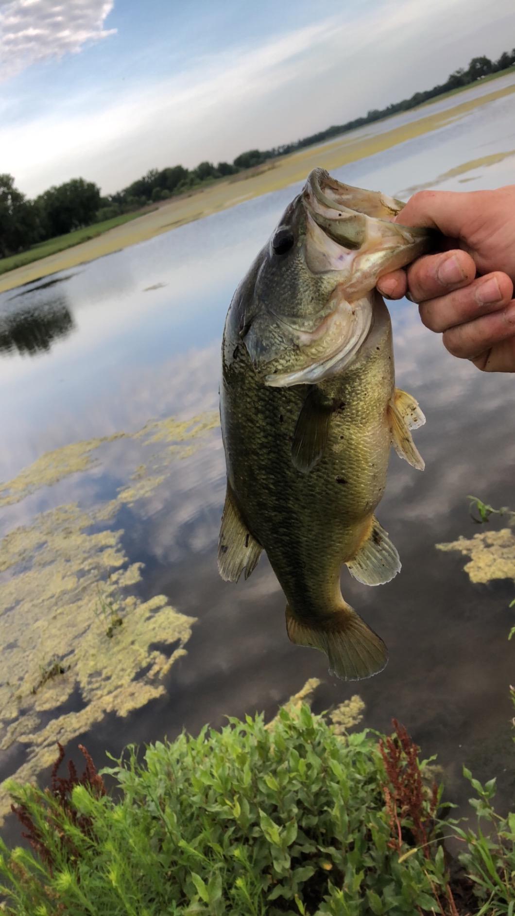 Rebel Lures Pop-R Topwater Popper Fishing Lure customer photo 1
