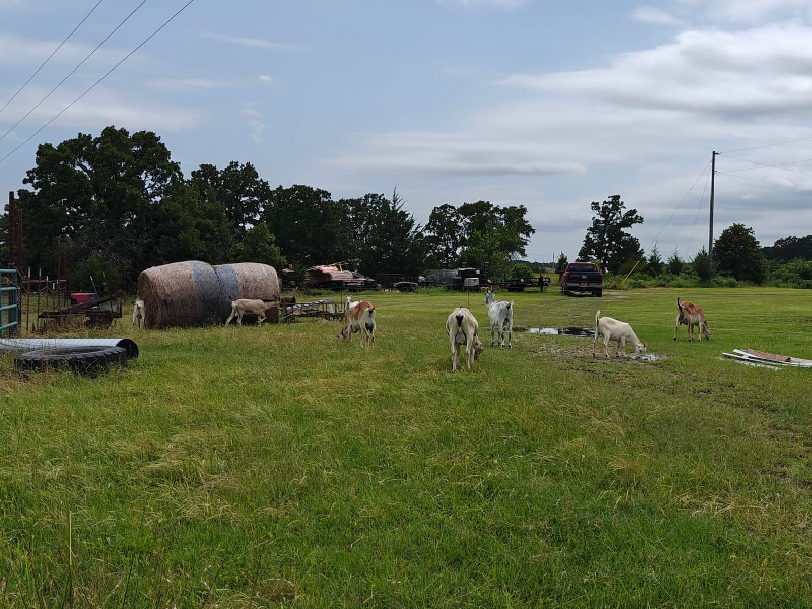 Gallagher Smart Fence 2 Portable Electric Fence for Livestock customer photo 2