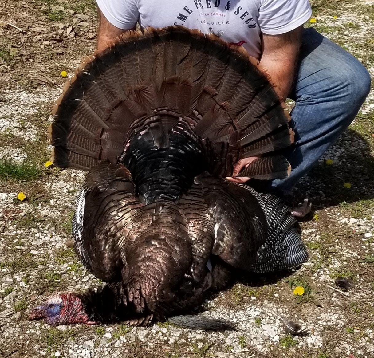 Avian-X LCD Strutter Collapsible Folding Turkey Decoy, AVX8004 customer photo 1