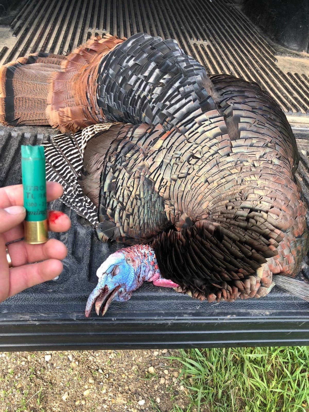Avian-X LCD Strutter Collapsible Folding Turkey Decoy, AVX8004 customer photo 2