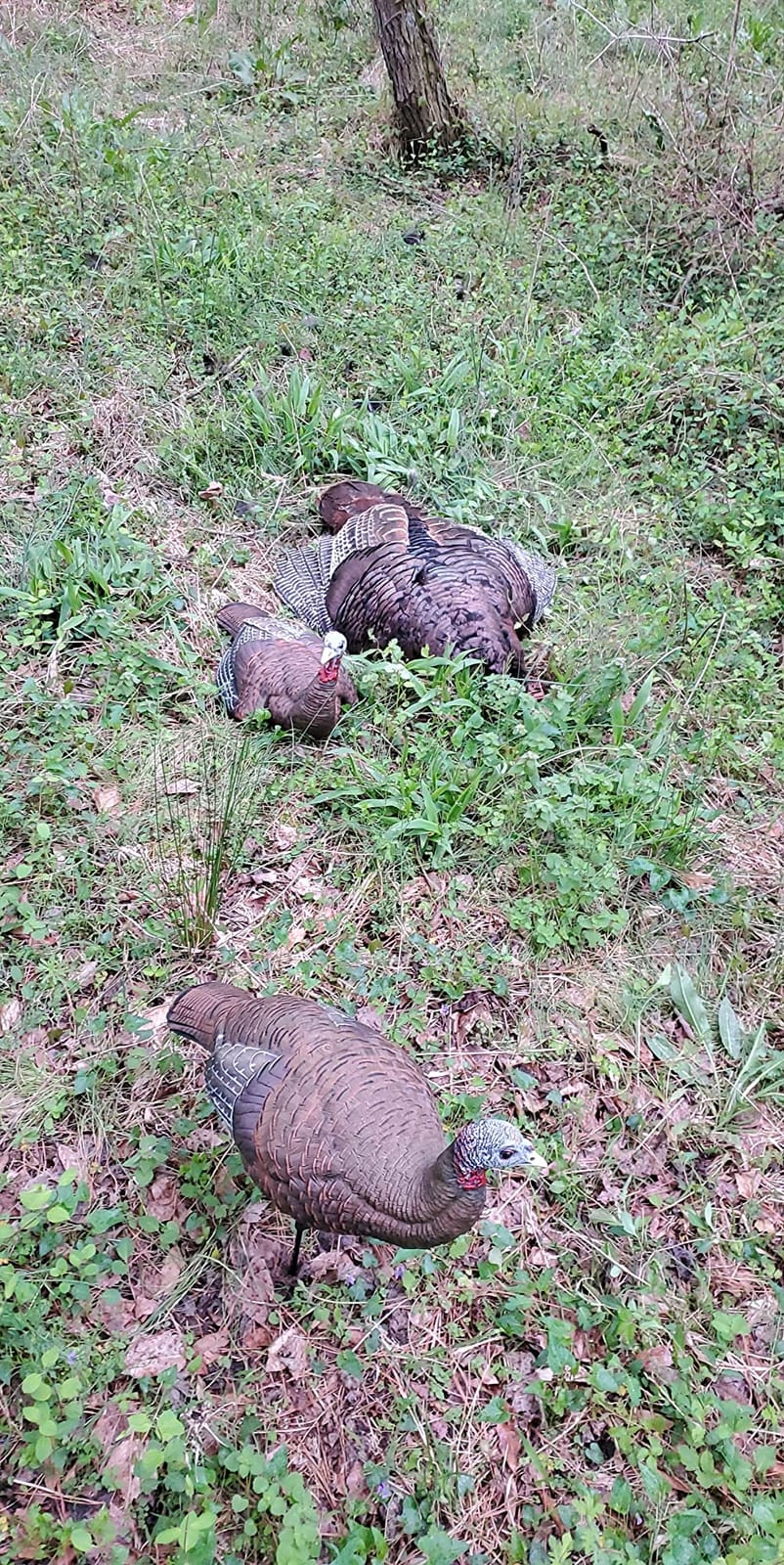 Avian X LCD Breeder Hen Turkey Decoy customer photo 1