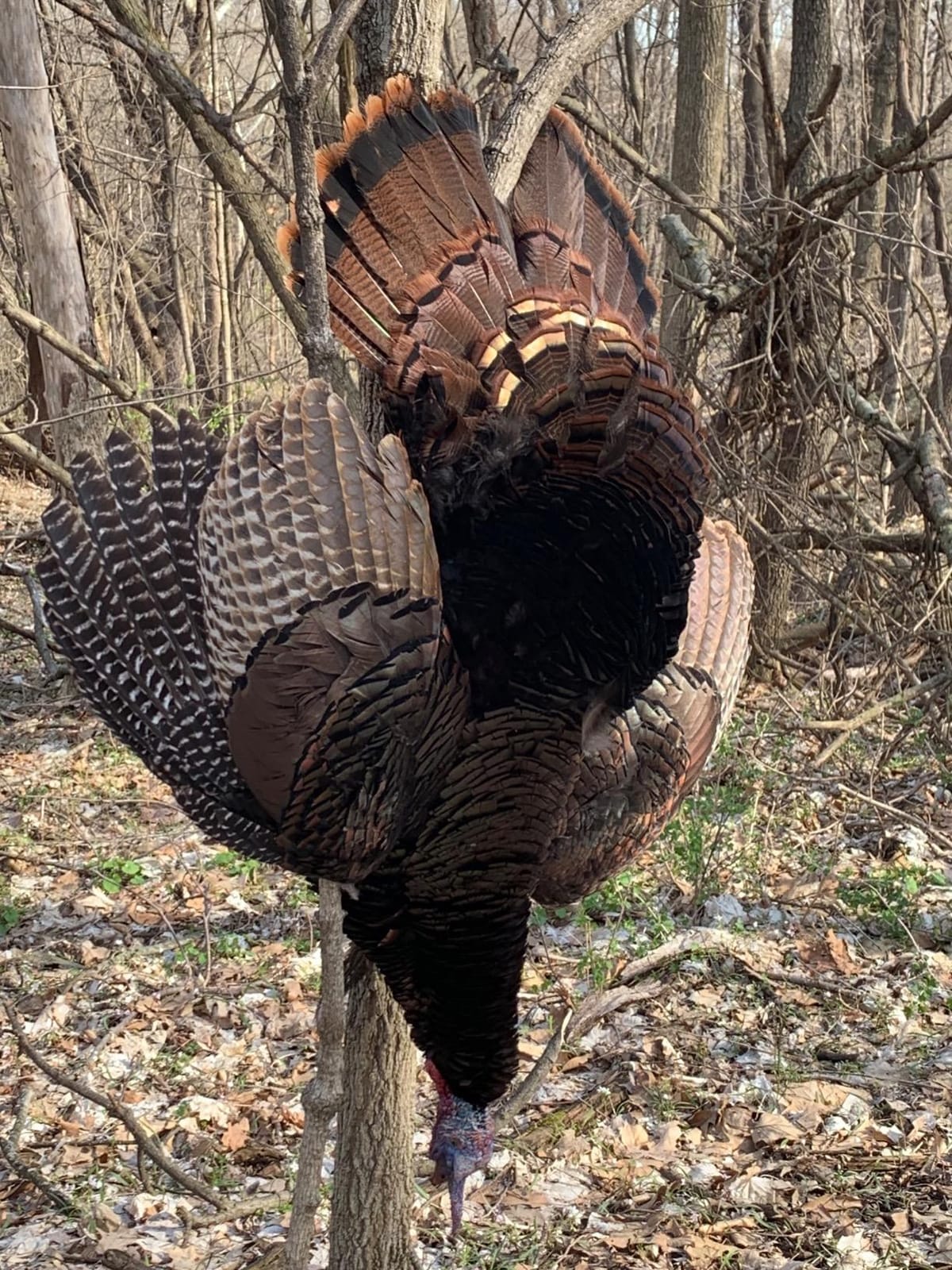 Avian X LCD Breeder Hen Turkey Decoy customer photo 2