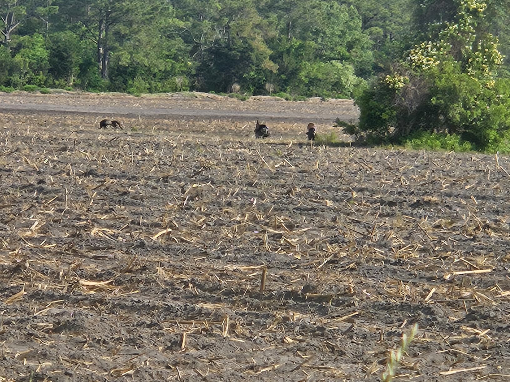 AVIAN-X LCD Feeder Hen Turkey Decoy, AVX8007 customer photo 2
