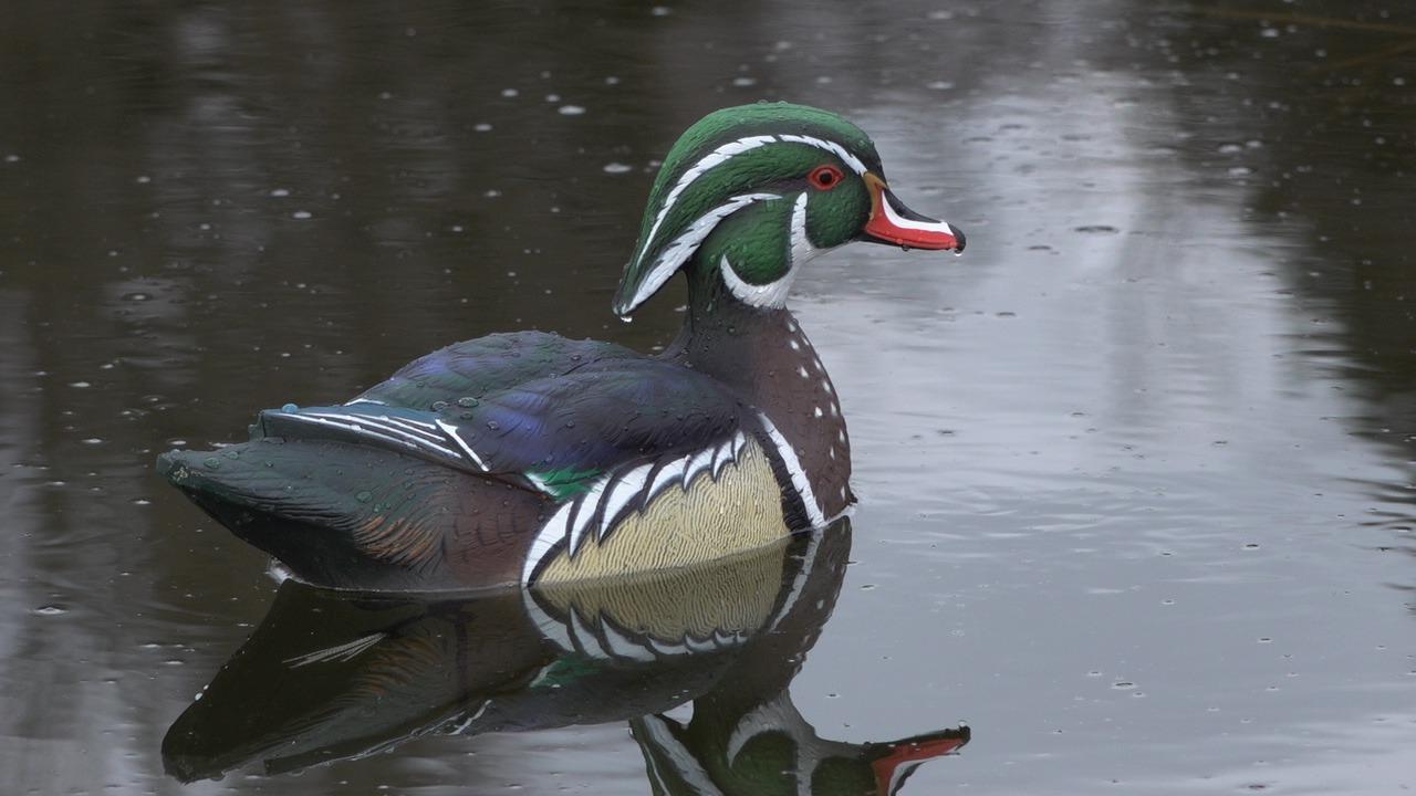 Avian X Topflight Realistic Floating Wood Duck Decoys with Weight-Forward Swim Keel, Set of 6 customer photo 2