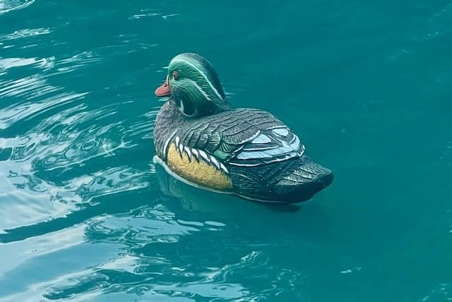 Higdon Outdoors Standard Wood Duck Floater Decoys | Ultra Realistic Drake & Hen Decoys, 6pk customer photo 2