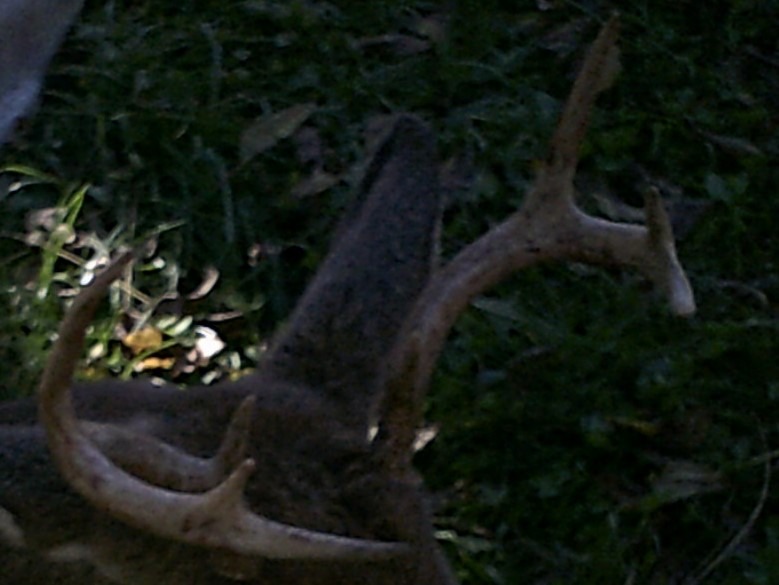 Flextone Outdoor Hunting Realistic Mature & Young Buck Sounds Freeze-Proof Headhunter's Extractor Deer Game Call, Antler Color, 2.00 x 6.00 x 12.00 customer photo 2