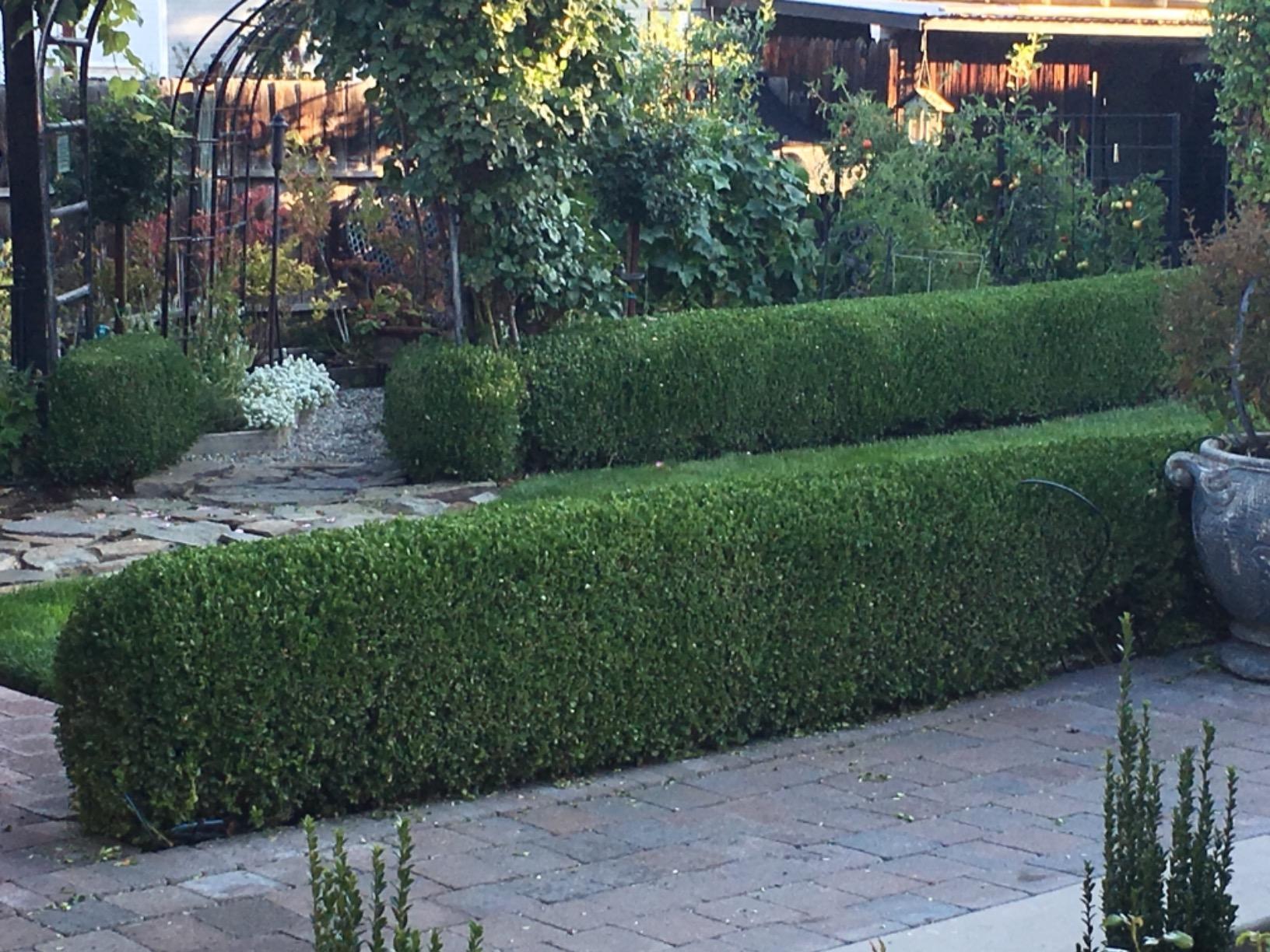 Dewalt Trimmer Hedge 5AH BTRY PK 20V DCHT820P1 customer photo 2