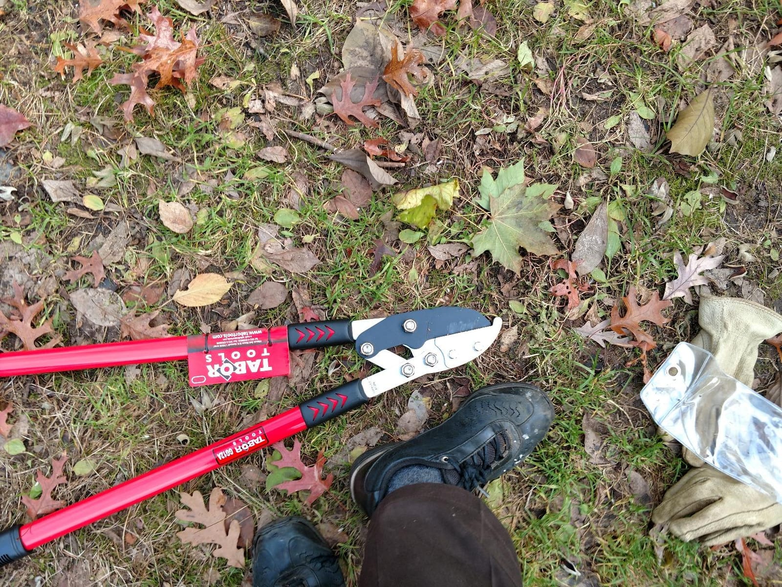 TABOR TOOLS GG12A Anvil Lopper with Compound Action, 30 Inch Tree Trimmer & Branch Cutter, Heavy Duty Tree Pruner with 2 Inch Cut Capacity, Chops Thick Dry Branches with Ease customer photo 1