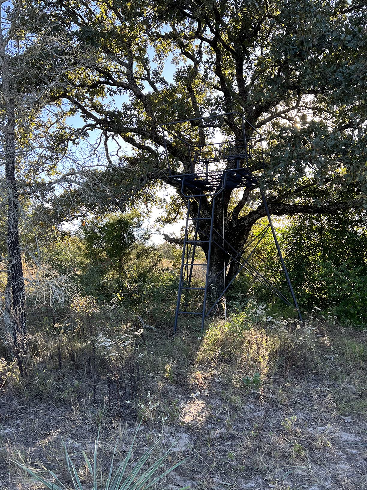Guide Gear 12' Hunting Climbing Tree Stand Tower with Ladder, 2 Person Treestand customer photo 2