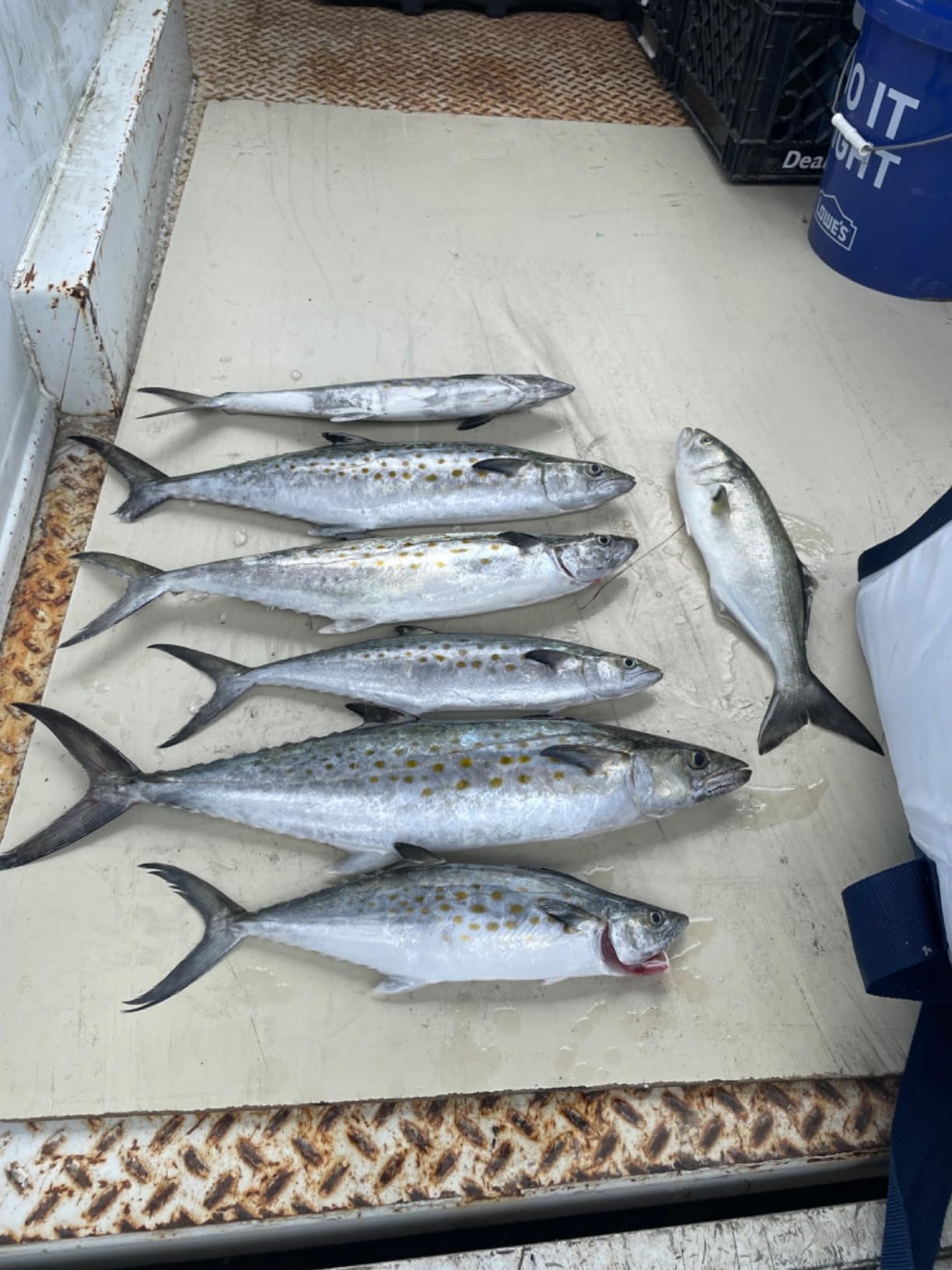 Clarkspoon Fishing Planer - Multiple Sizes - Braced Design Size 1-5-12' - Clarkspoon, The Original Saltwater Fishing Company Since 1927 customer photo 1