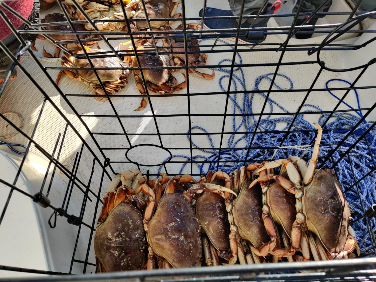 2-Pack of KUFA Vinyl Coated Crab Trap & Accessory kit Including 100' Rope, Caliper, Harness, Bait Bag & Red/White Float customer photo 1
