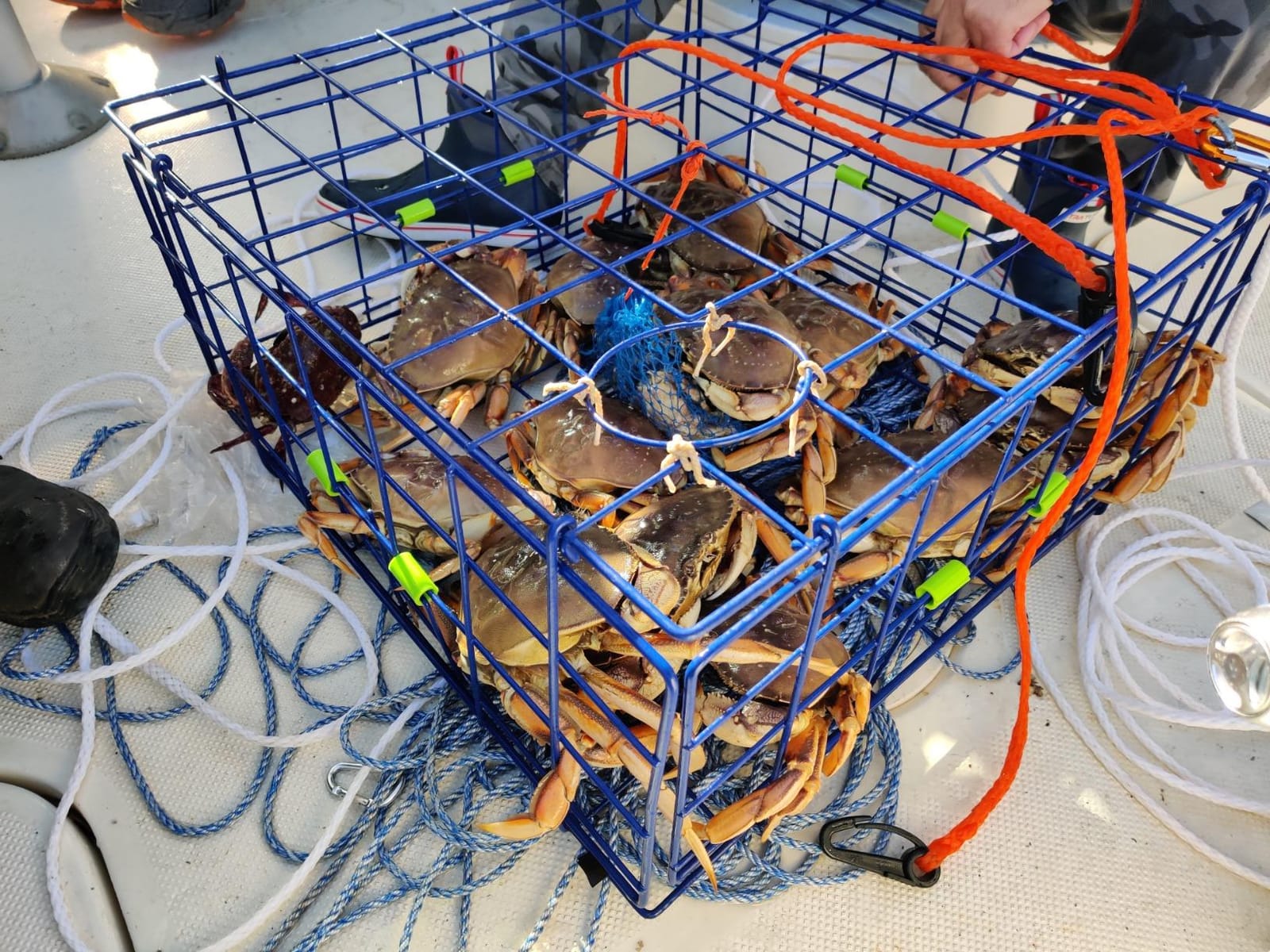 2-Pack of KUFA Vinyl Coated Crab Trap & Accessory kit Including 100' Rope, Caliper, Harness, Bait Bag & Red/White Float customer photo 2