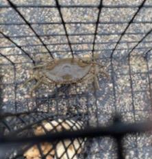 Maryland Blue Crab Pot Trap, PVC Coated Wire mesh, Heavy Duty, Two T.E.D. (Turtle Excluder Device), Two Escape Rings, Float, Rope, Ready for use. Come with Crab & Lobster Measure Gauge. Made in USA customer photo 2