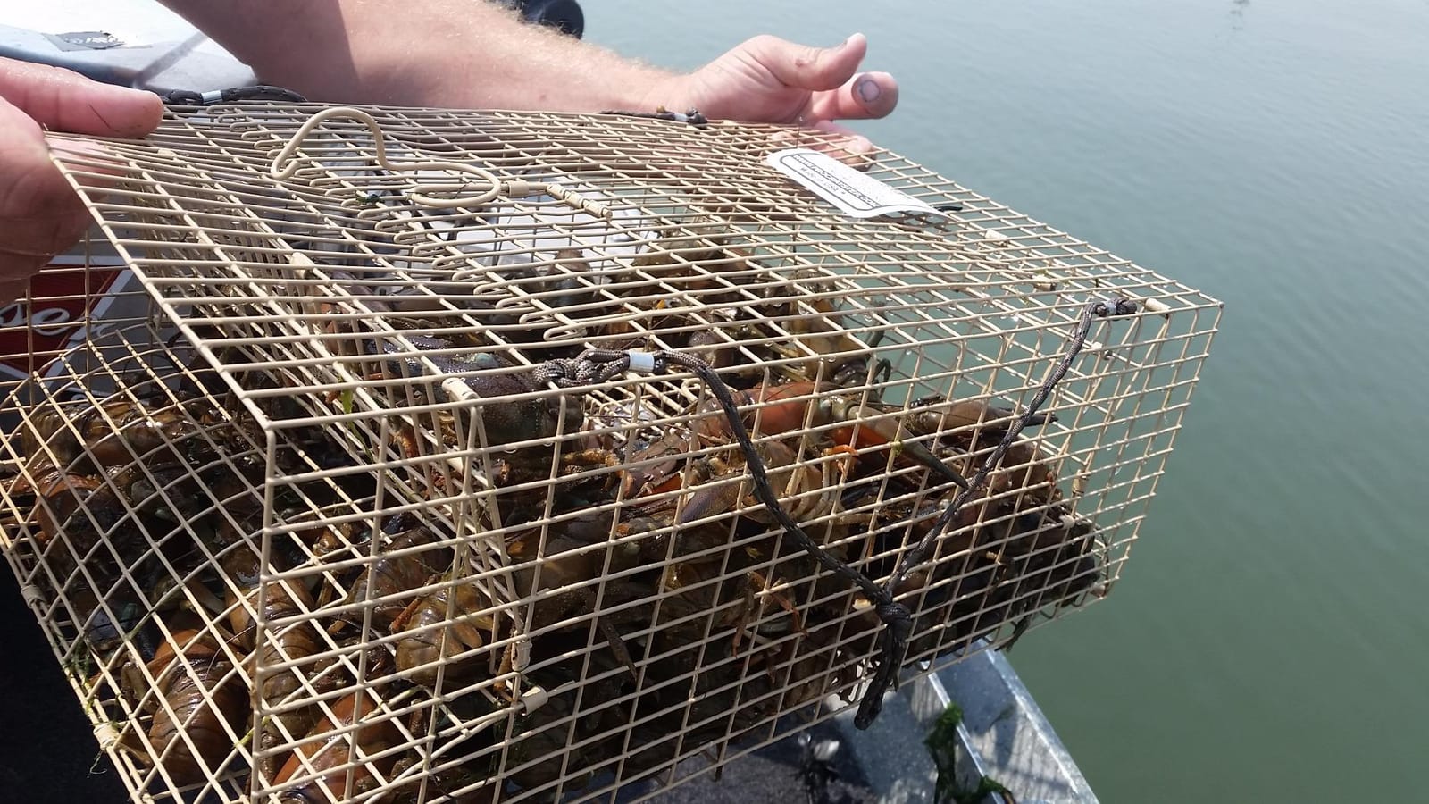 Professional Grade Crayster Crawfish Lake Trap customer photo 1