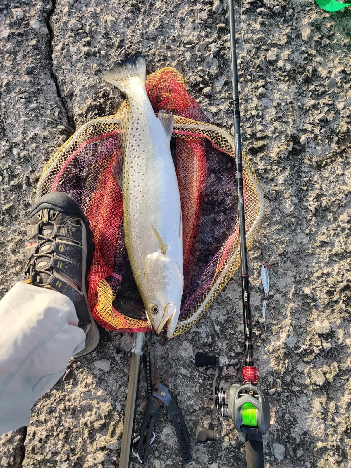 Okuma Komodo SS Aluminum Frame Stainless Steel Gears Low Profile Baitcaster- KDS-273LX customer photo 1