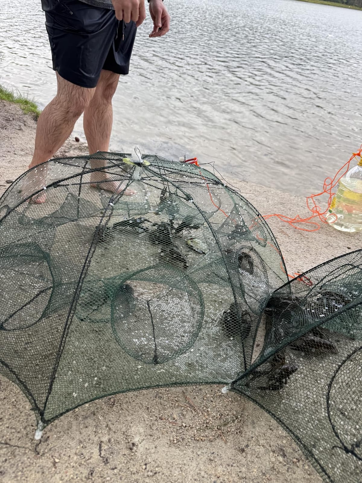 2 Pack Minnow Trap, Crawfish Trap, Crab Trap, Umbrella Fishing Net | 8-hole lightweight & foldable mesh. Durable crawdad trap & crayfish trap for catching crabs. Easy outdoor setup customer photo 1