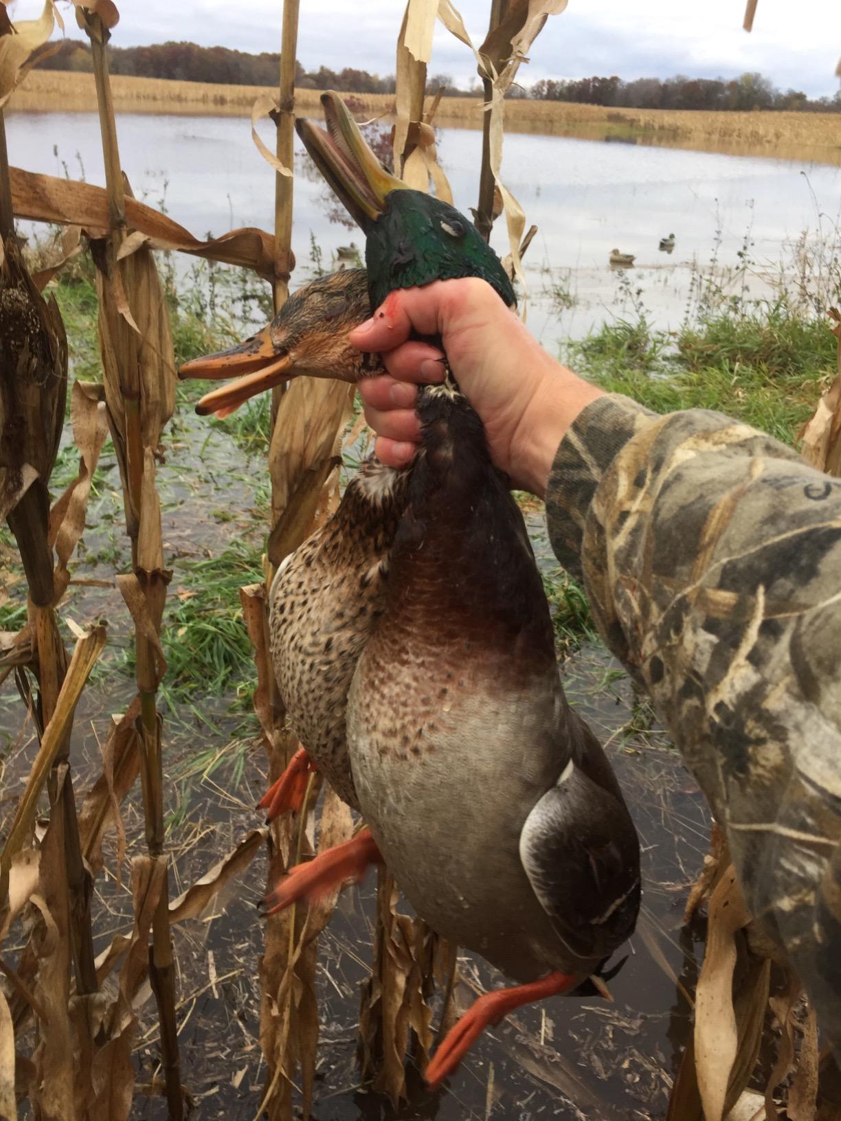 Avery GHG Essential Mallard Duck Decoys - 12 Pack | Realistic Durable Floating Waterfowl Hunting Set customer photo 1