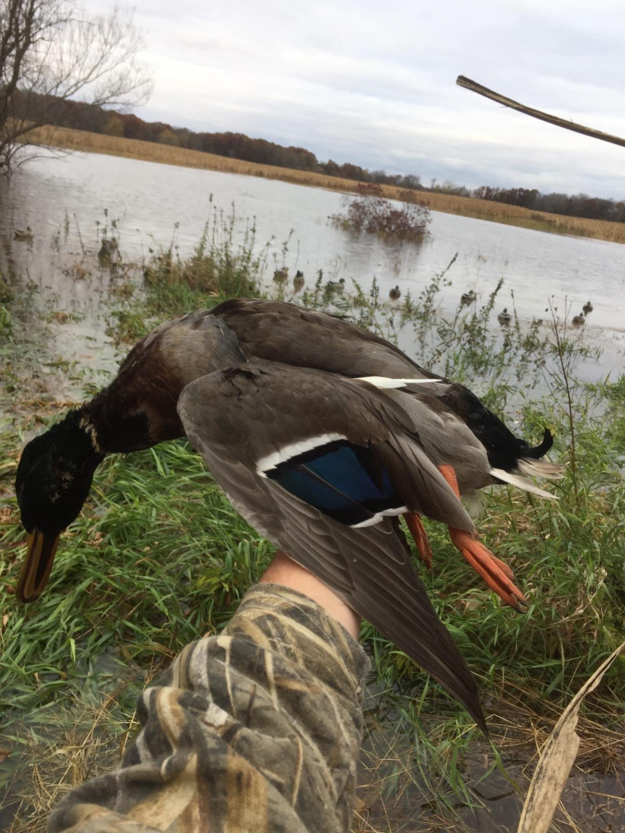Avery GHG Essential Mallard Duck Decoys - 12 Pack | Realistic Durable Floating Waterfowl Hunting Set customer photo 2