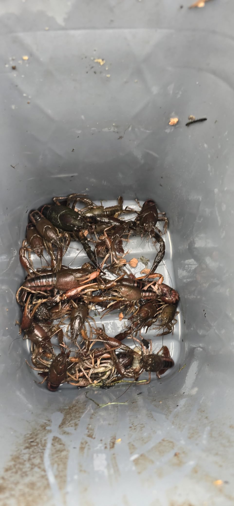 Fishing Bait Trap, 2 Packs Crab Trap Minnow Trap Crawfish Trap Lobster Shrimp Collapsible Cast Net Fishing Nets Portable Folded Fishing Accessories, 12.6X20.1inches customer photo 1