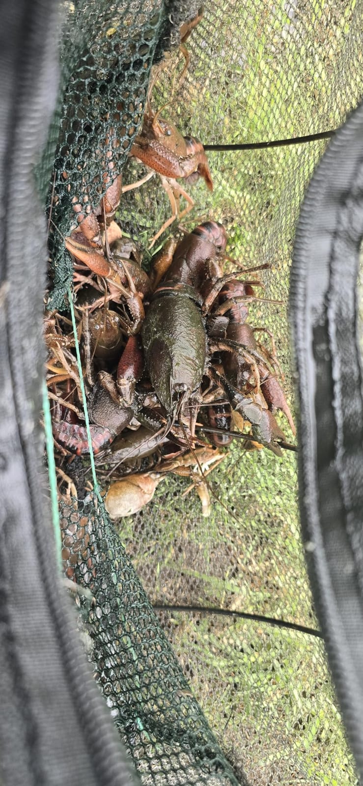 Fishing Bait Trap, 2 Packs Crab Trap Minnow Trap Crawfish Trap Lobster Shrimp Collapsible Cast Net Fishing Nets Portable Folded Fishing Accessories, 12.6X20.1inches customer photo 2