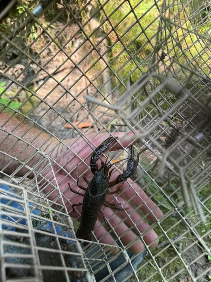 The Snake River Cylinder Crawfish Trap customer photo 2
