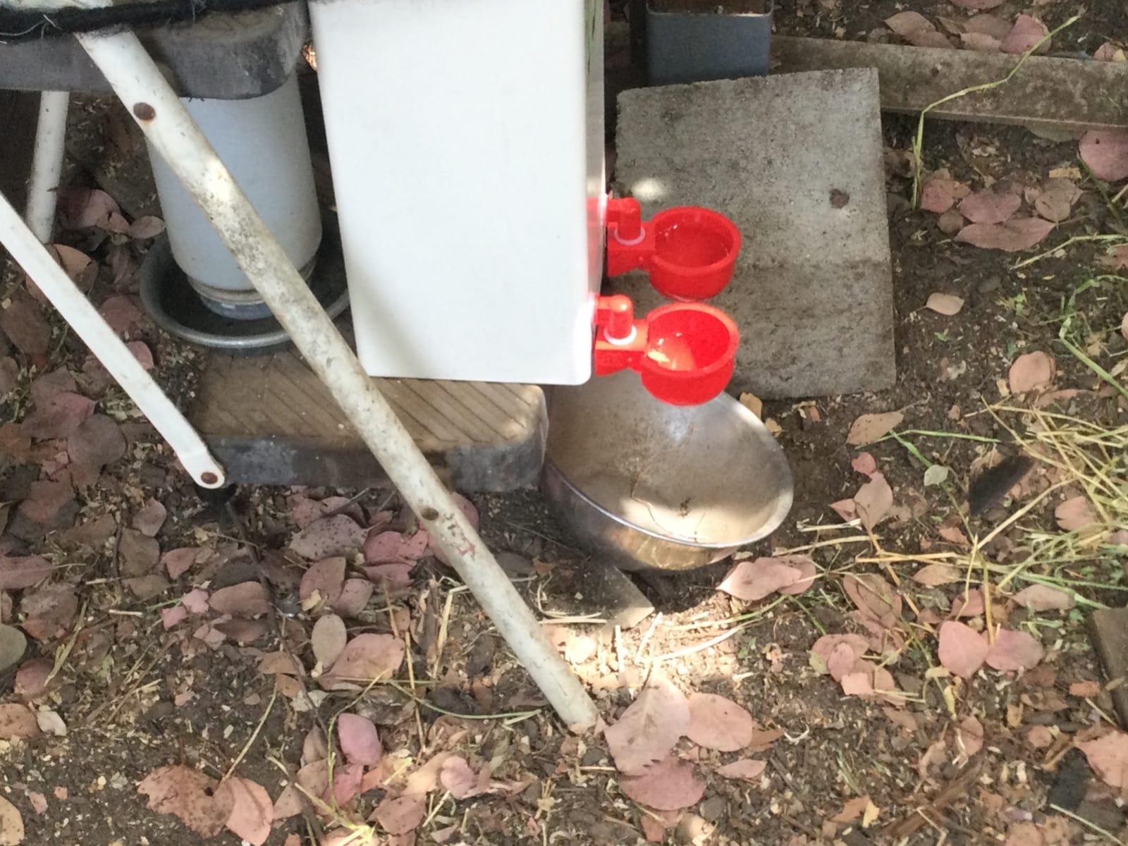 RentACoop 2 Gallon High Rise Chicken Waterer with Cups & Nipples customer photo 1