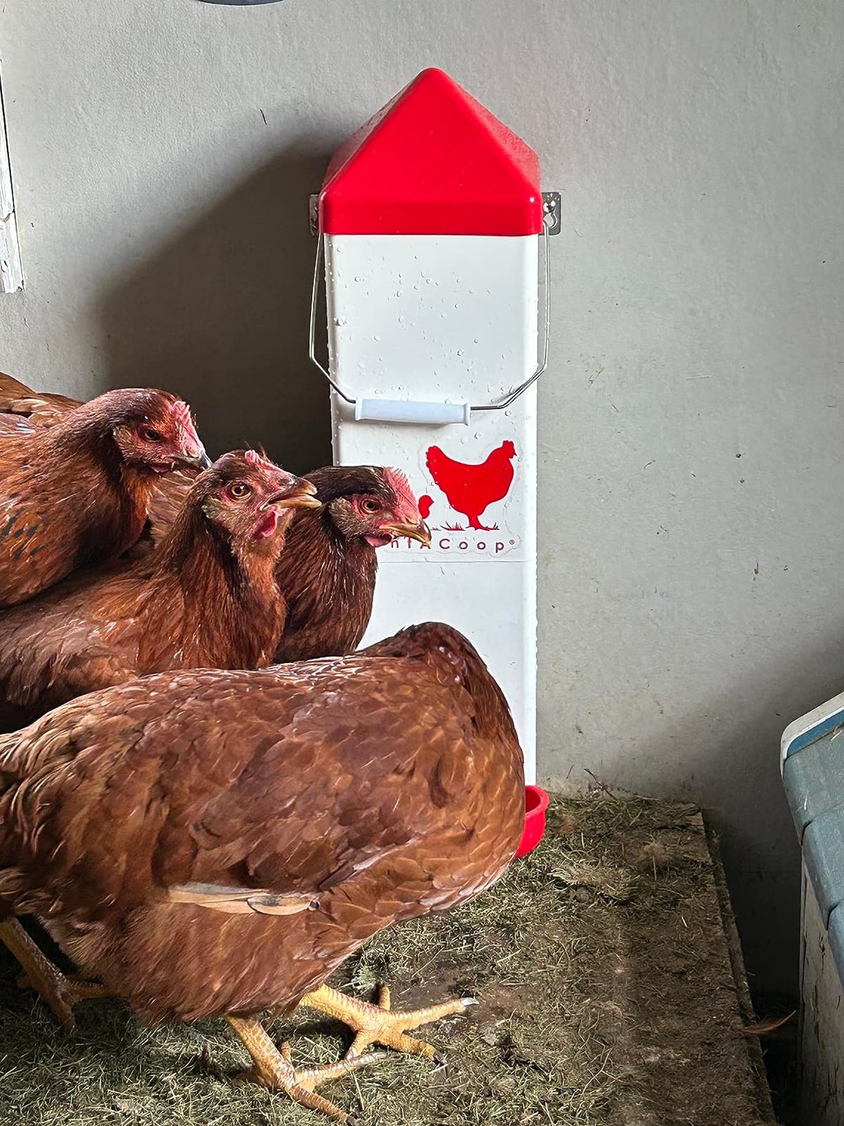 RentACoop 2 Gallon High Rise Chicken Waterer with Cups & Nipples customer photo 2