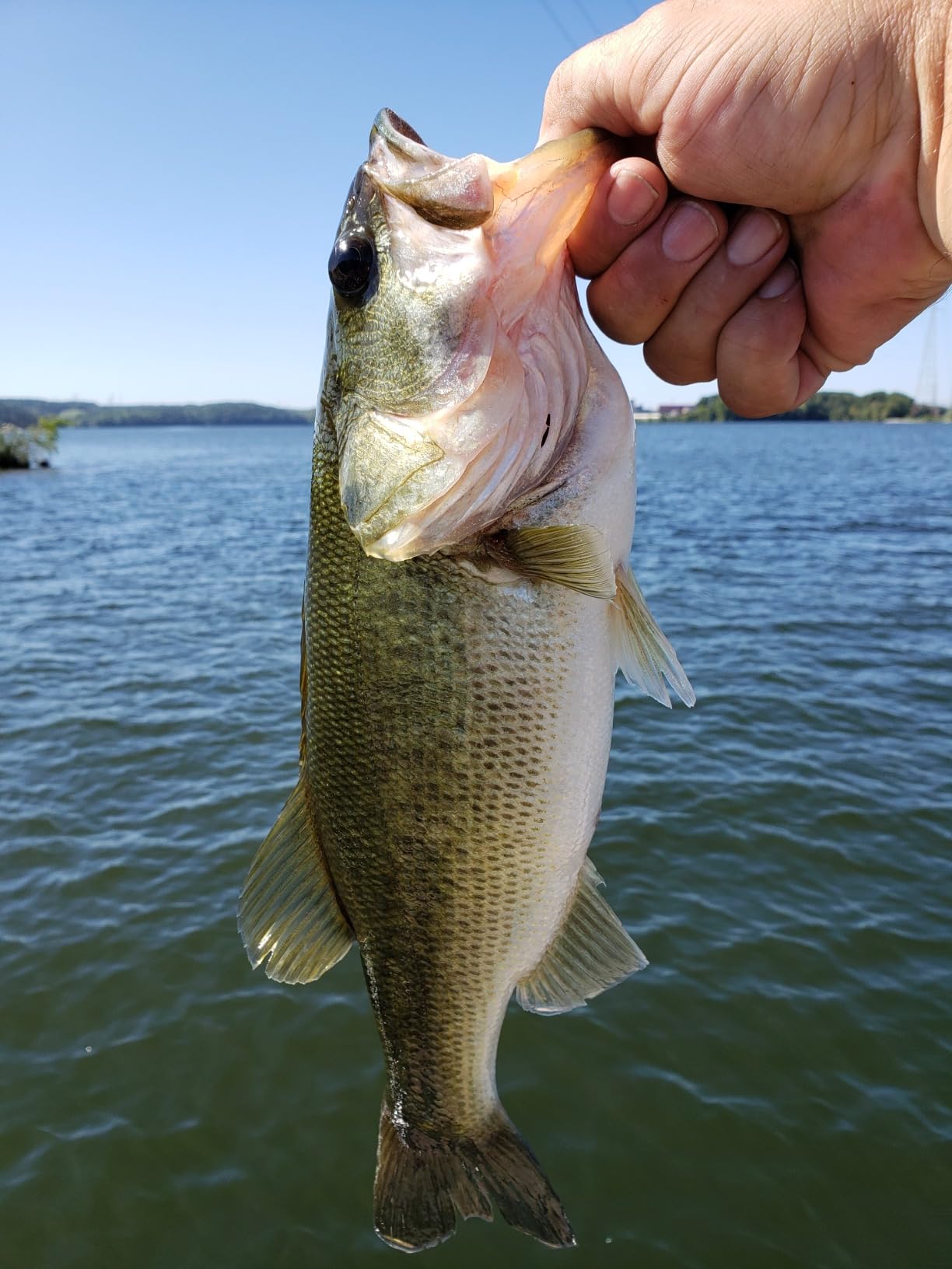 Lunkerhunt Spinner Baits for Bass Fishing with Skirt Jig, Double Willow Leaf Metal Blade Spinning Fishing Lure Bait customer photo 2