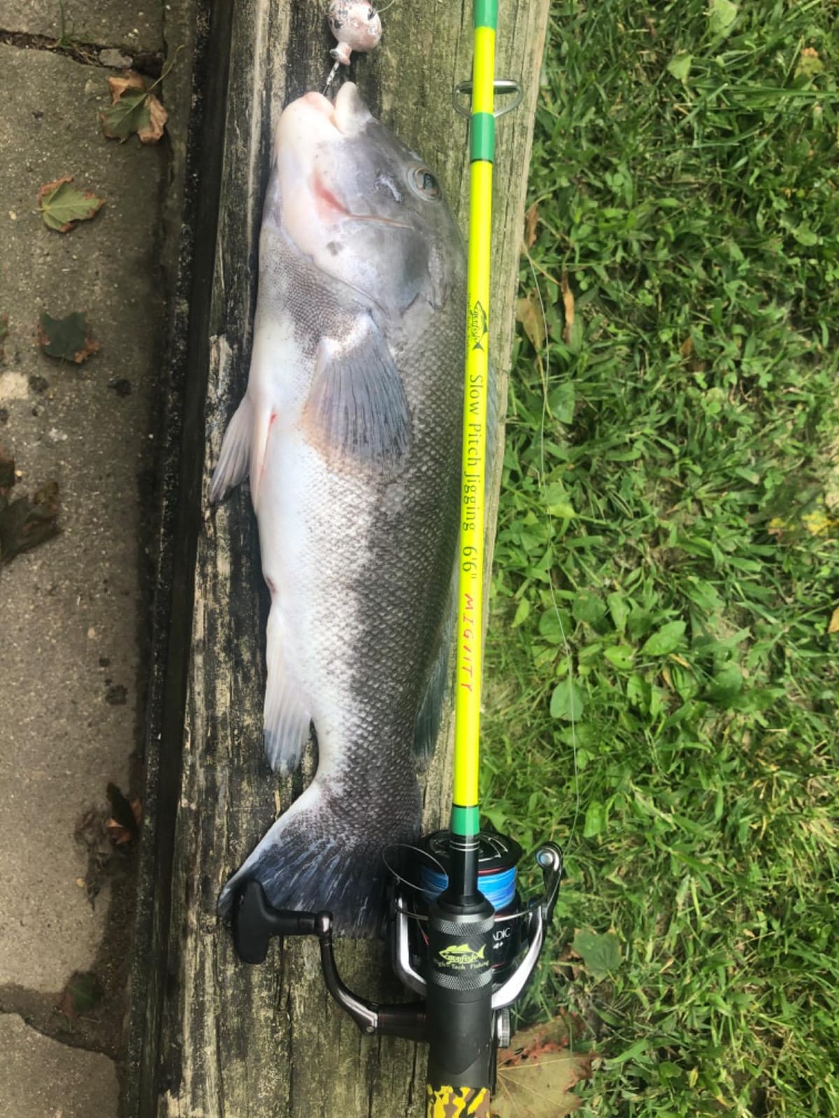 GOOFISH Blue 6'6