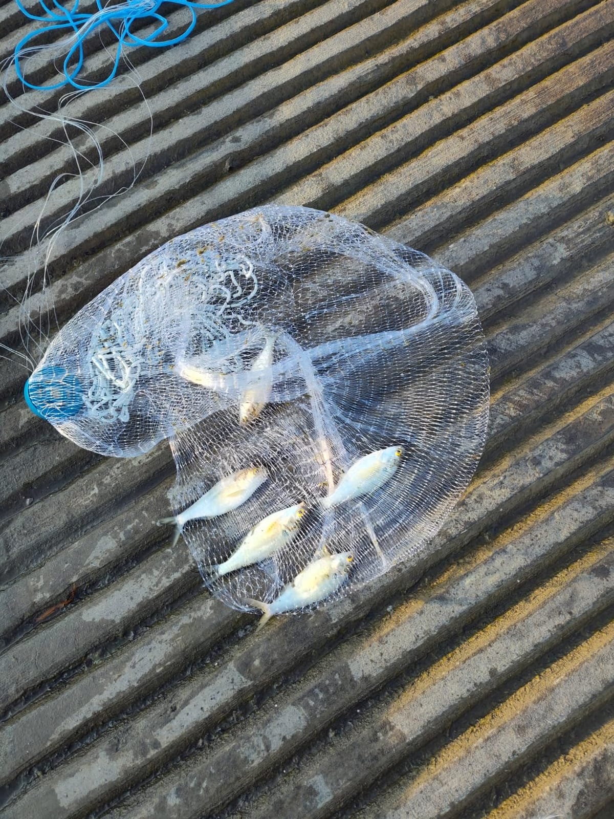 Yeahmart American Saltwater Fishing Cast Net for Bait Trap Fish 3ft/4ft/5ft/6ft/7ft/8ft/9ft/10ft Radius Casting Nets with Heavy Duty Real Zinc Sinker Weights, 3/8inch Mesh Size customer photo 2