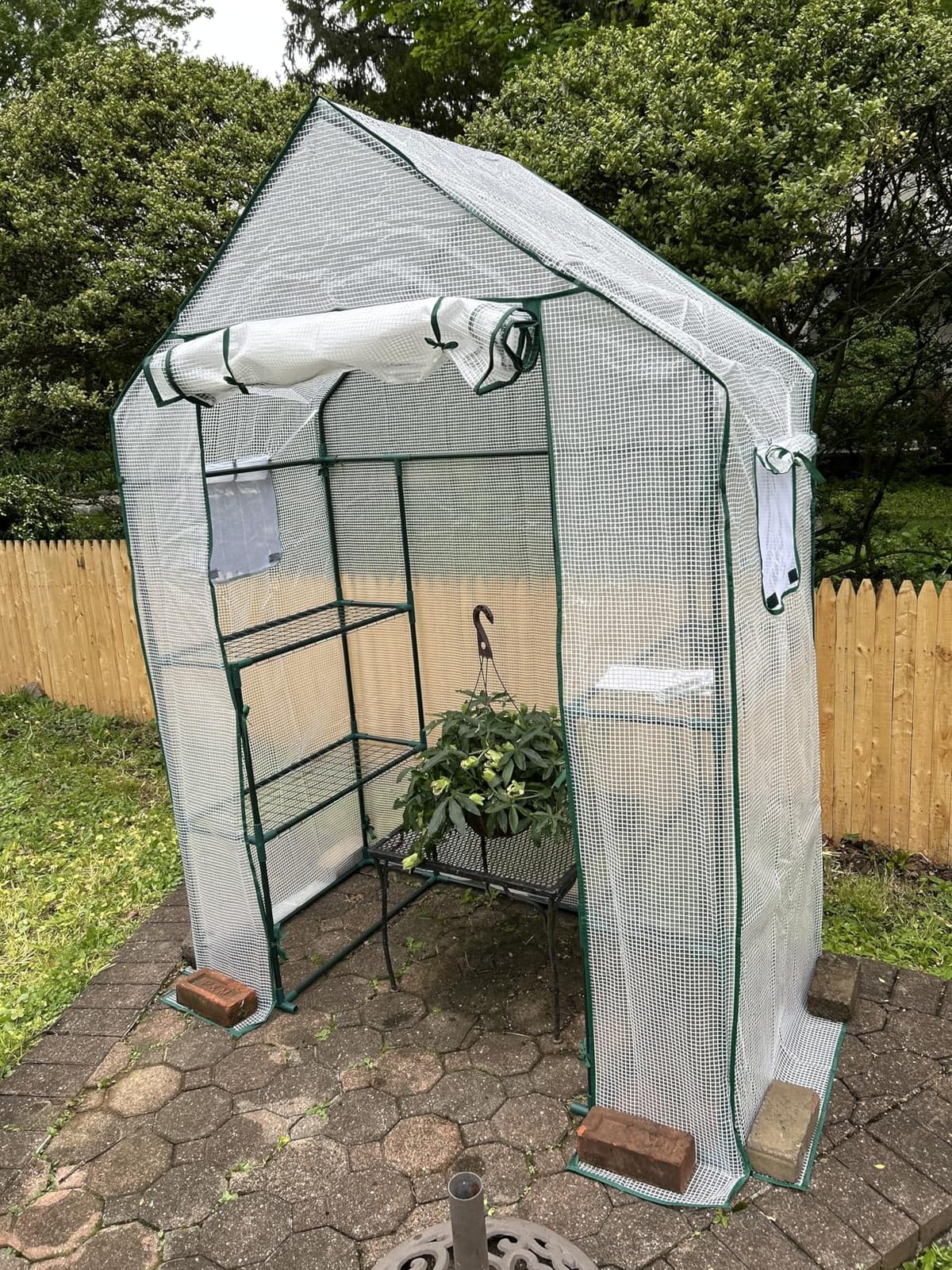 Portable Walk-in Greenhouse for Outdoors, 56x30x76 Plant House with Shelves | Green PE Cover, Roll-Up Door, 3-Tier Shelves, Steel Frame, Stakes and Ropes for Seed Starting, Flowers and Outdoor Gardening customer photo 2
