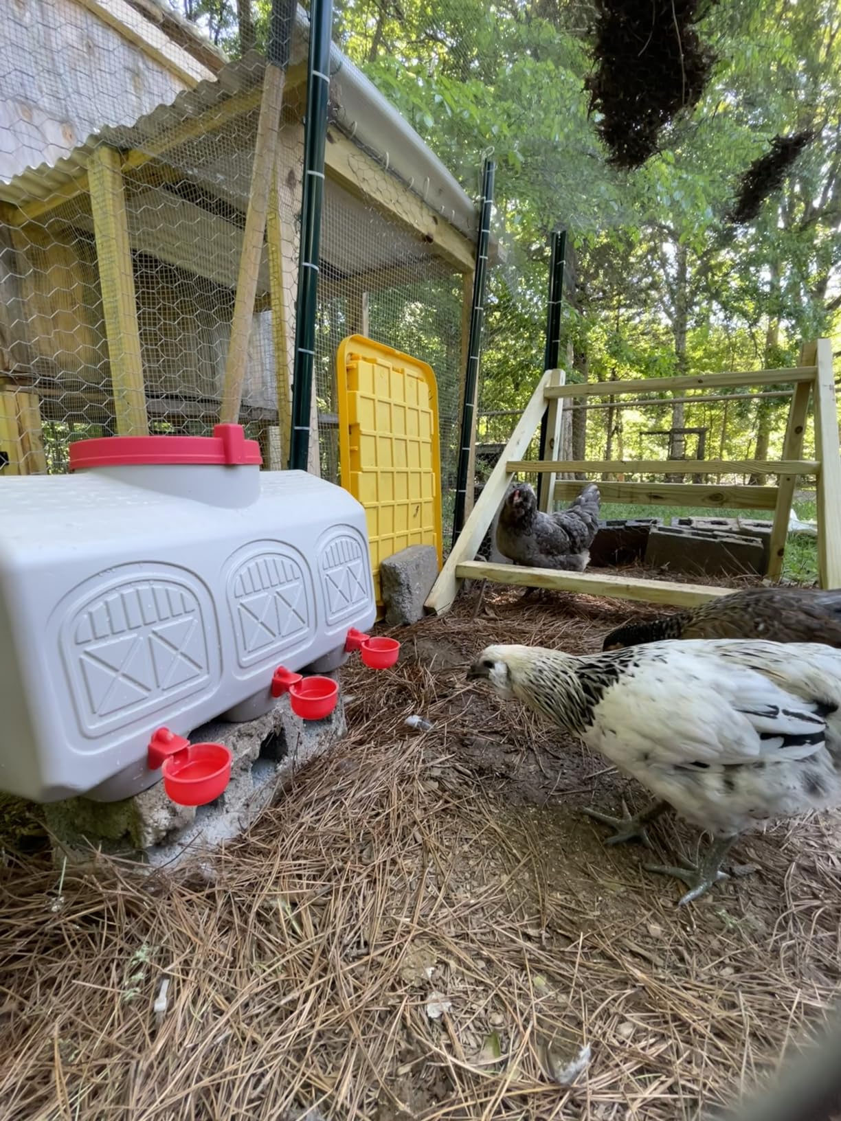 OverEZ Automatic Chicken Waterer with No Spill System, Outside and Inside Poultry Drinker, Large 12 Gallon High Capacity Drinking Bottle Dispenser for Hens customer photo 2
