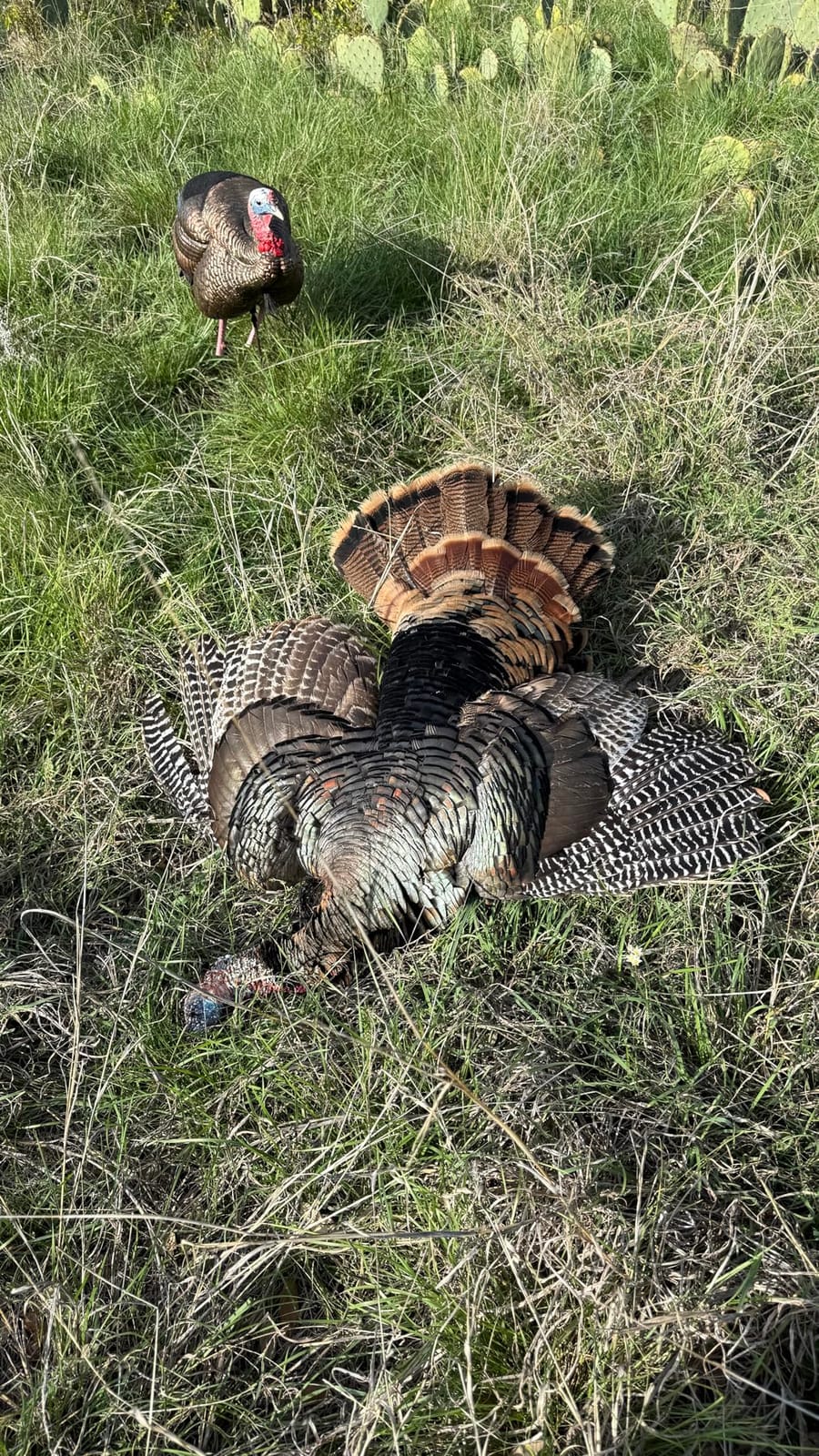 Avian-X HDR Hen Turkey Decoy, AVX8106 customer photo 1