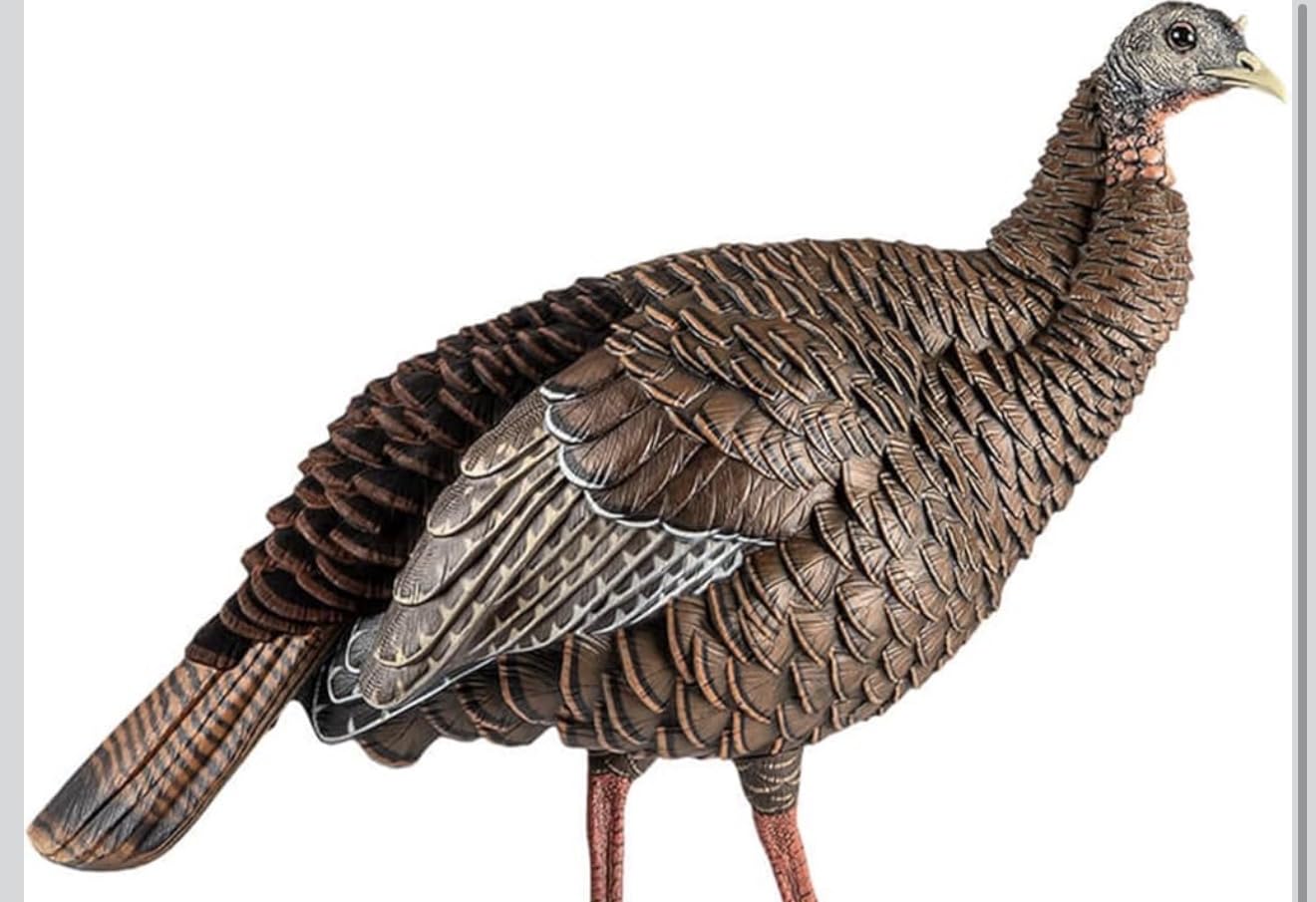 Avian-X HDR Hen Turkey Decoy, AVX8106 customer photo 2