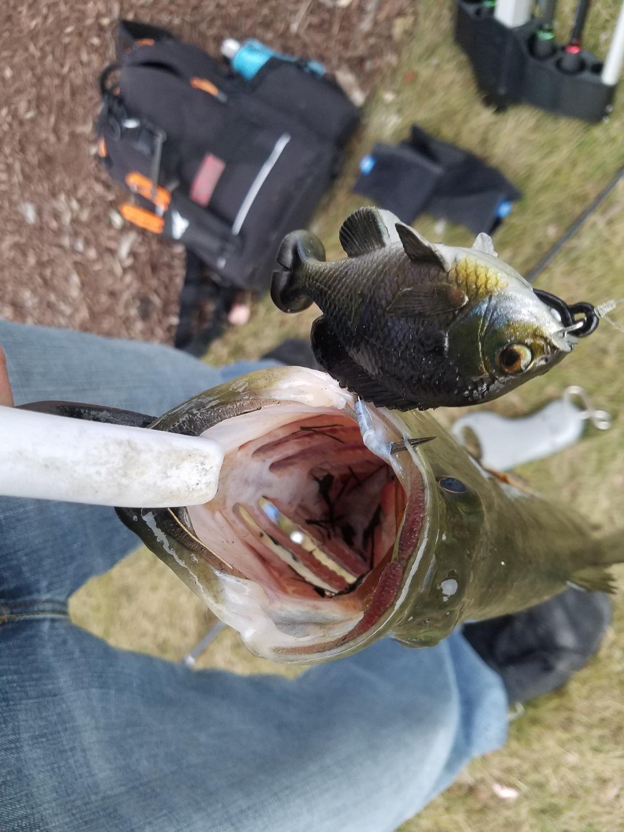 Savage Gear Pulse Tail Fishing Soft Bait customer photo 2