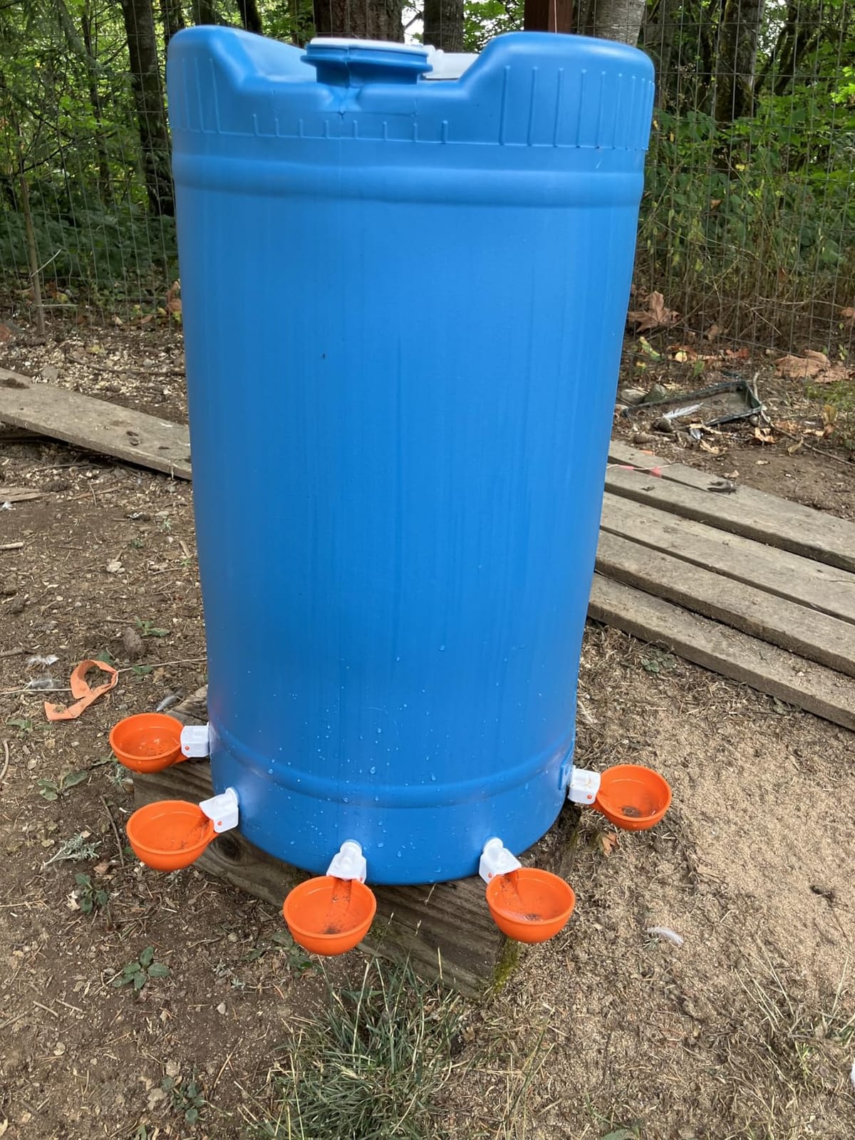 Lil'Clucker Large Automatic Chicken Waterer Cups | Chicken Water Feeder Suitable for Chicks, Duck, Goose, Turkey and Bunny | Poultry Water Feeder Kit (Orange, 5-Pack) customer photo 2