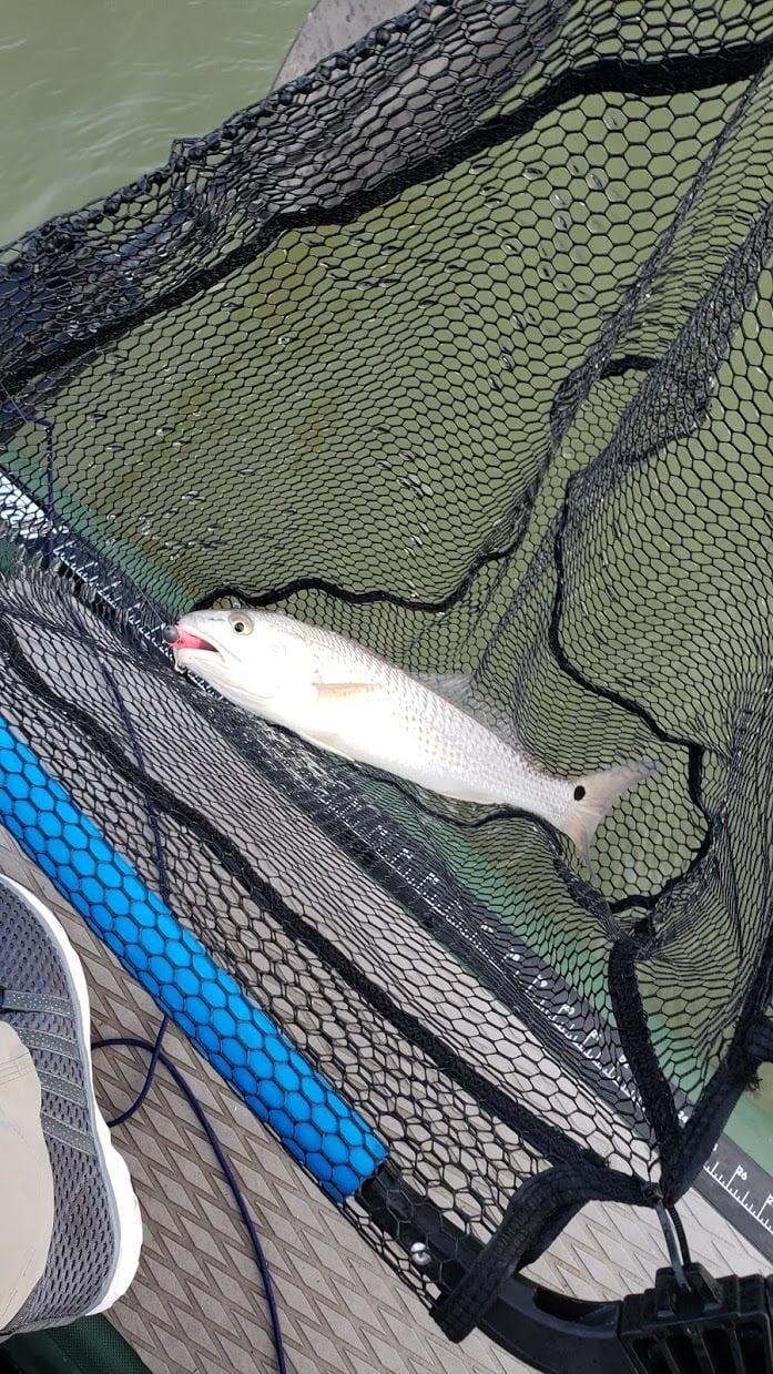 PLUSINNO Fishing Net Fish Floating Landing Net with Handle, Fixed Telescopic Pole Handle, Compact and Foldable, for Bass Trout Salmon, Kayak Boat Accessories customer photo 1