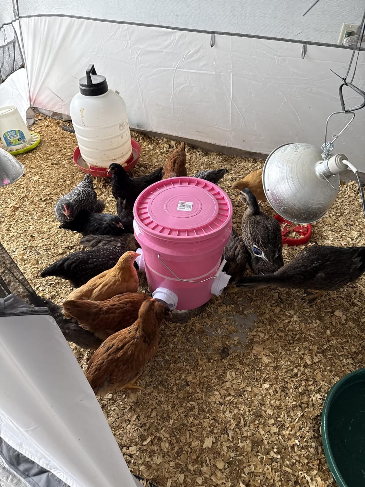 DIY Chicken Feeder Rain Proof Poultry Feeder Port Gravity Feed Kit for Buckets, Barrels, Troughs (4 Port with holesaw) | Automatic No Waste Chicken Feeder Kit w/ Holesaw for Bucket, Barrel, Trough customer photo 1